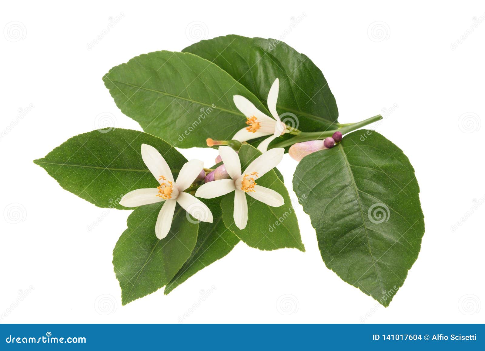 Orange Blossom RoyaltyFree Stock Photo 157424463