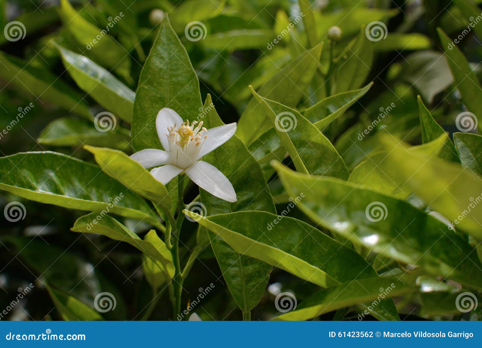 Orange blossom stock photo. Image of aromatic, orange 61423562