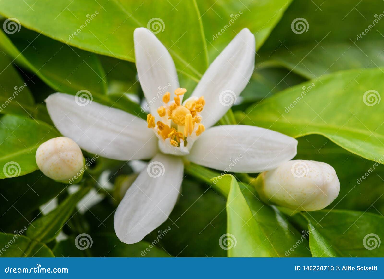 Orange blossom stock image. Image of fresh, zagare, leaves 140220713