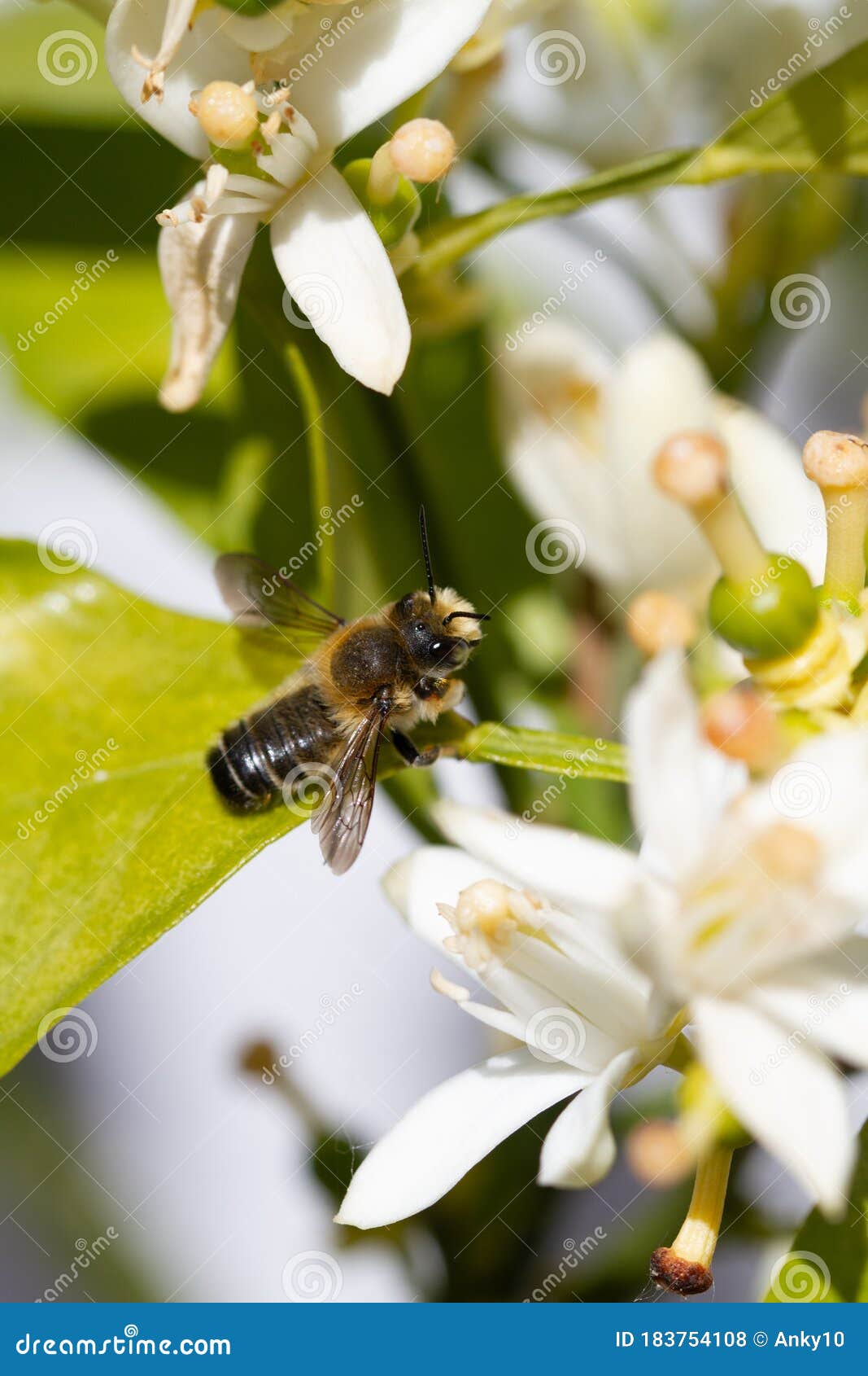 Bee On White Orange Blossom In Natural Light Stock Photo Image Of Flower Branch 183754108