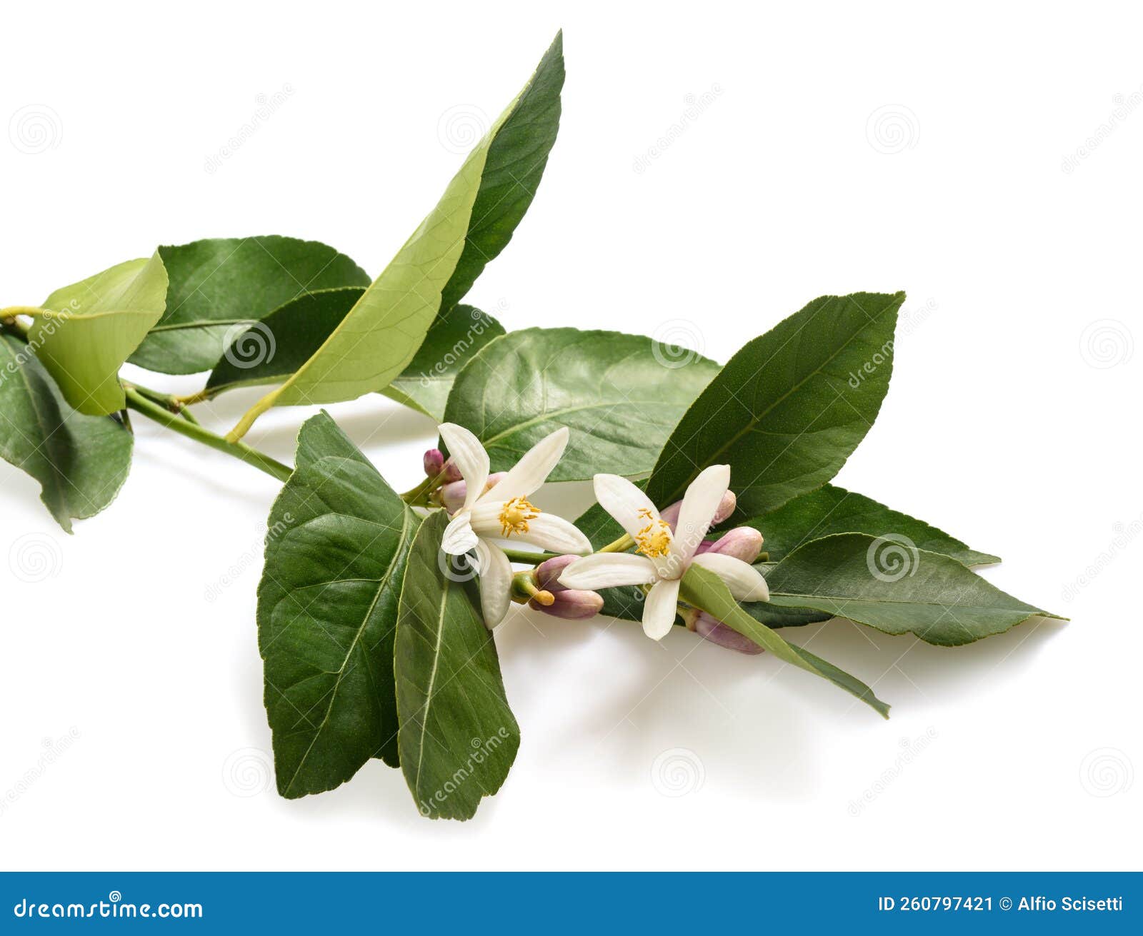 Orange blossom stock image. Image of citrus, flower 260797421