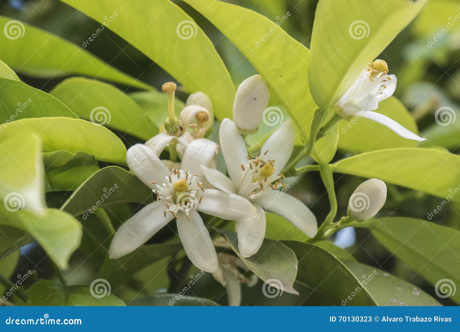 Orange Blossom in Spring, Azahar Flower Stock Image Image of nature