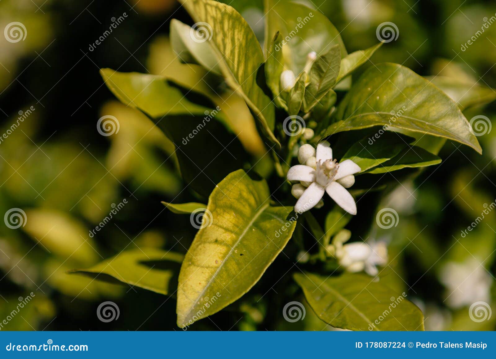 Orange Blossom of the Orange Tree in Its Growth Phase. Tree Native To