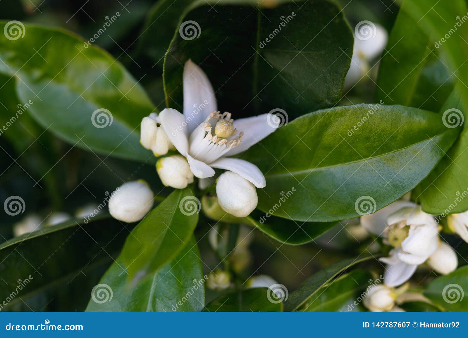 Orange Blossom On A Tree In Spring You Can See A Tiny Orange Fruit Inside A Flower Stock Image Image Of Floral Garden 142787607