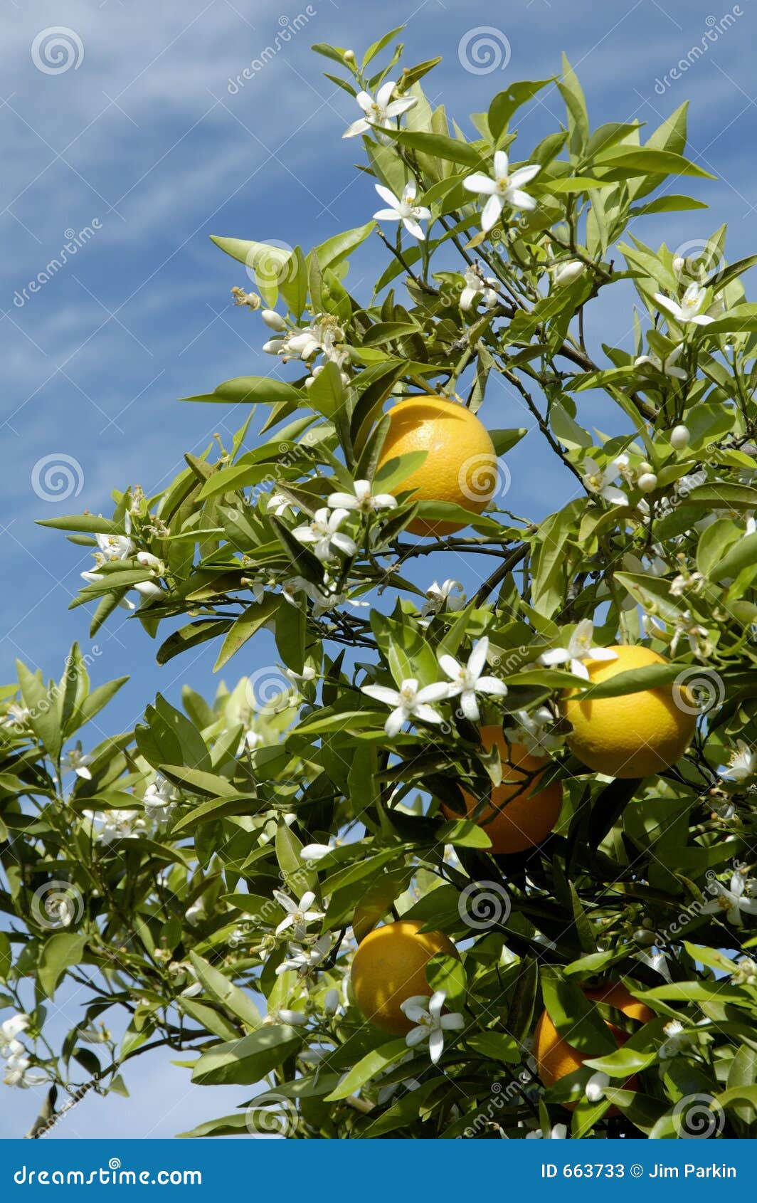 Orange Blossoms 2 stock image. Image of oranges, orchard 663733