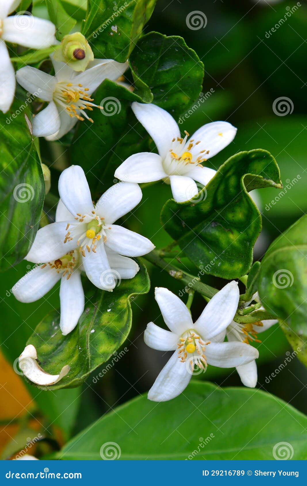 Orange Blossoms stock image. Image of nature, spring 29216789