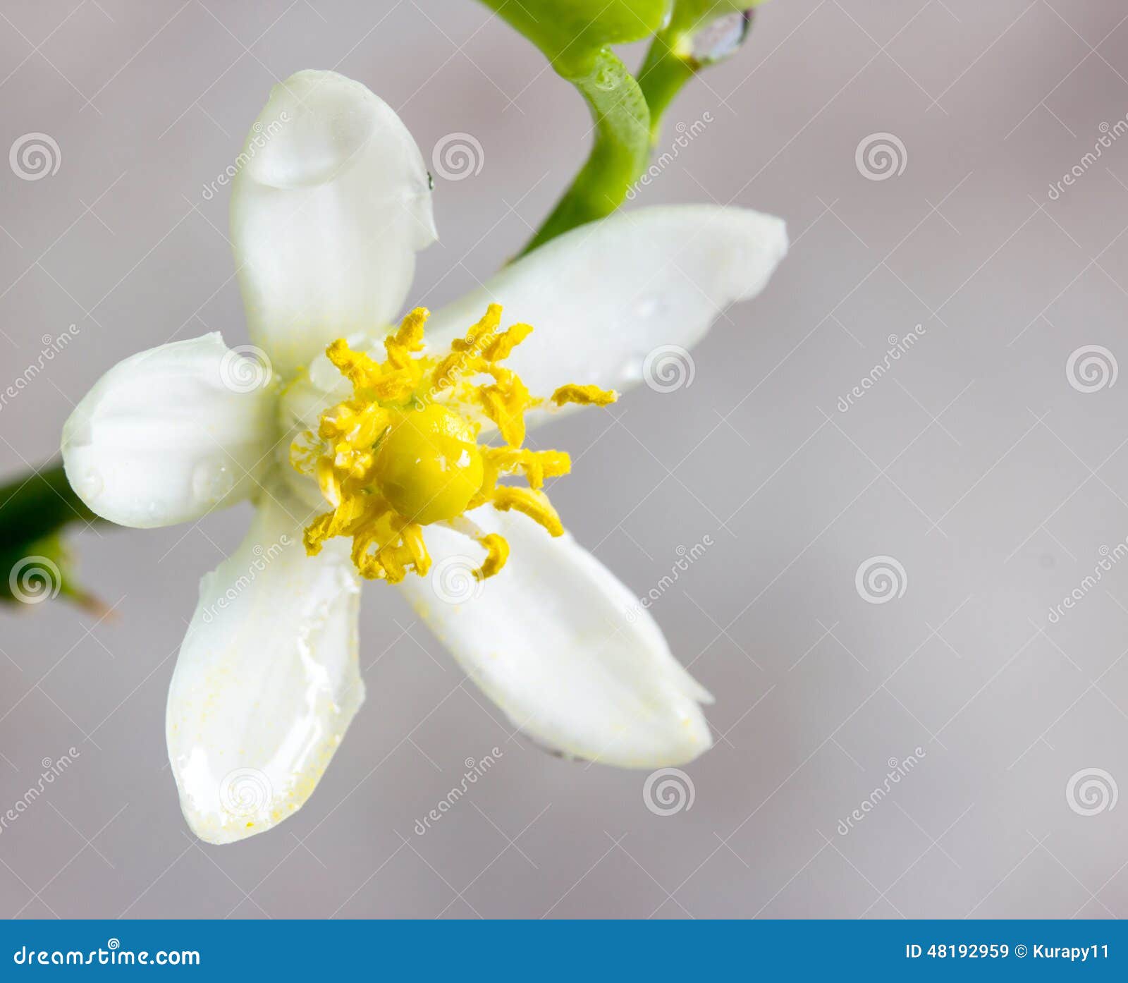 Orange blossoms on branch stock image. Image of nature 48192959