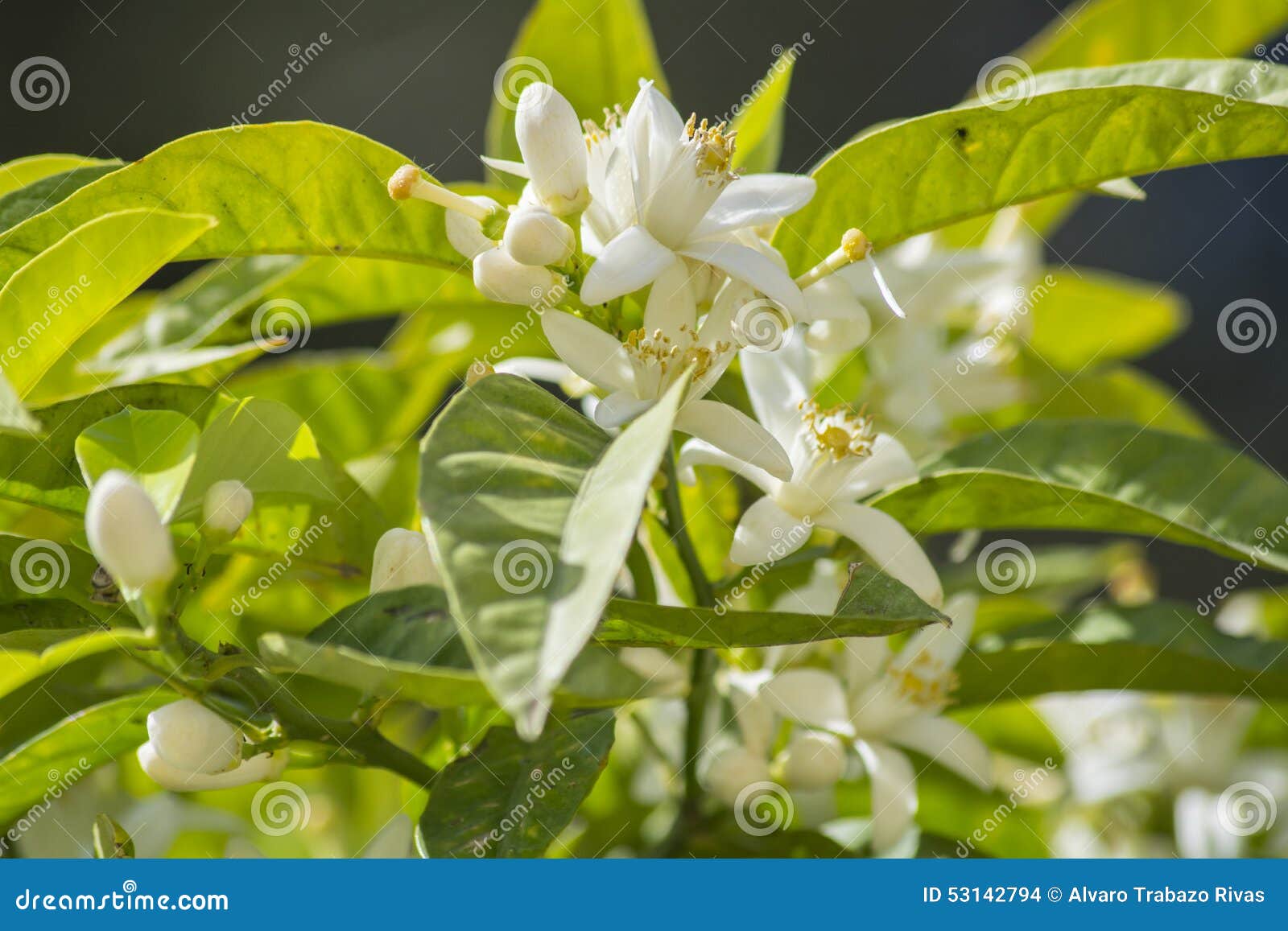 Orange Blossoms in Spring, Azahar Stock Photo Image of colorful