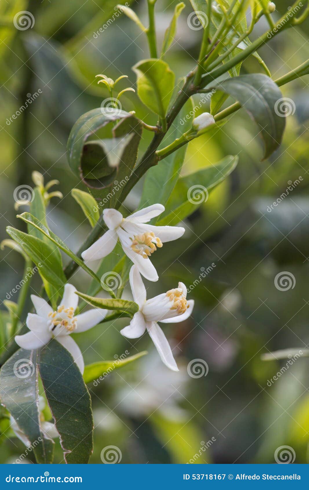 Orange Blossoms stock image. Image of fruit, blossom 53718167