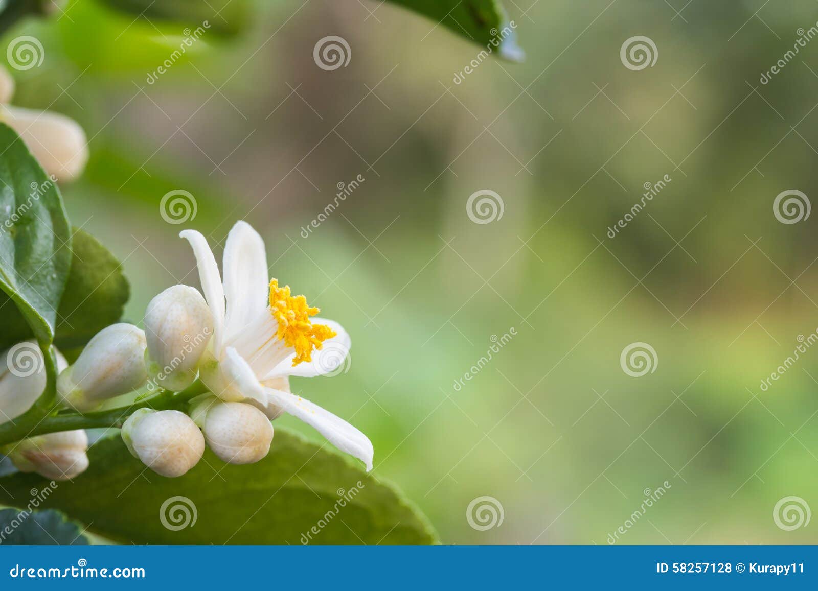 Orange blossoms on a tree stock photo. Image of flowers 58257128