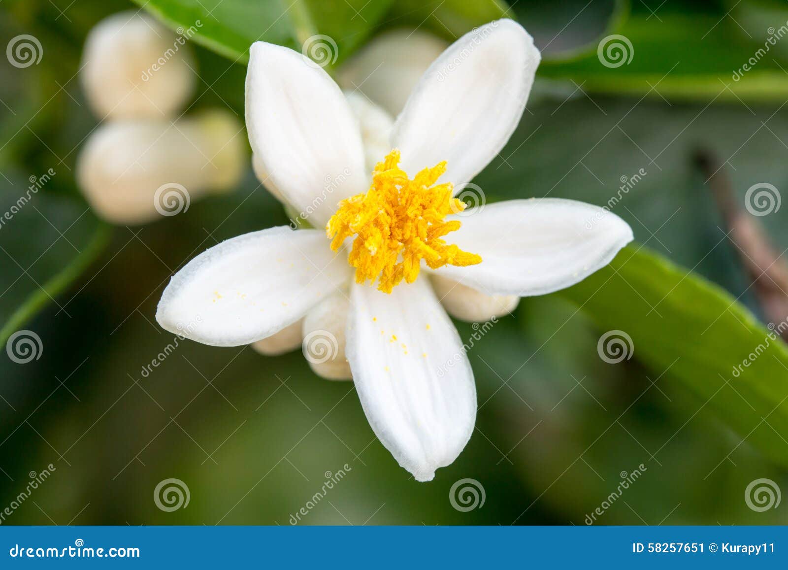 Orange blossoms on a tree stock image. Image of white 58257651
