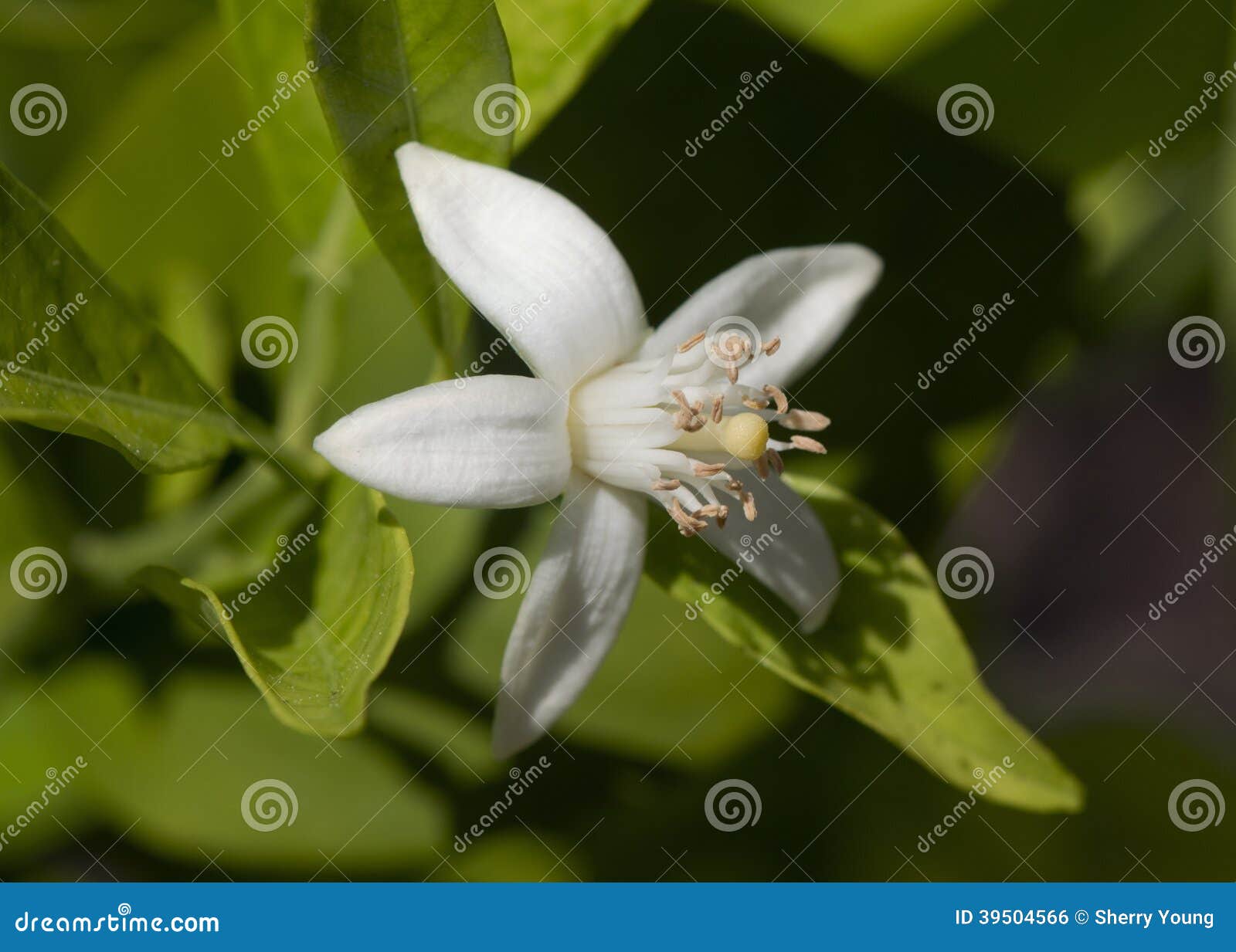 Orange Blossoms stock photo. Image of flora, farm, green 39504566
