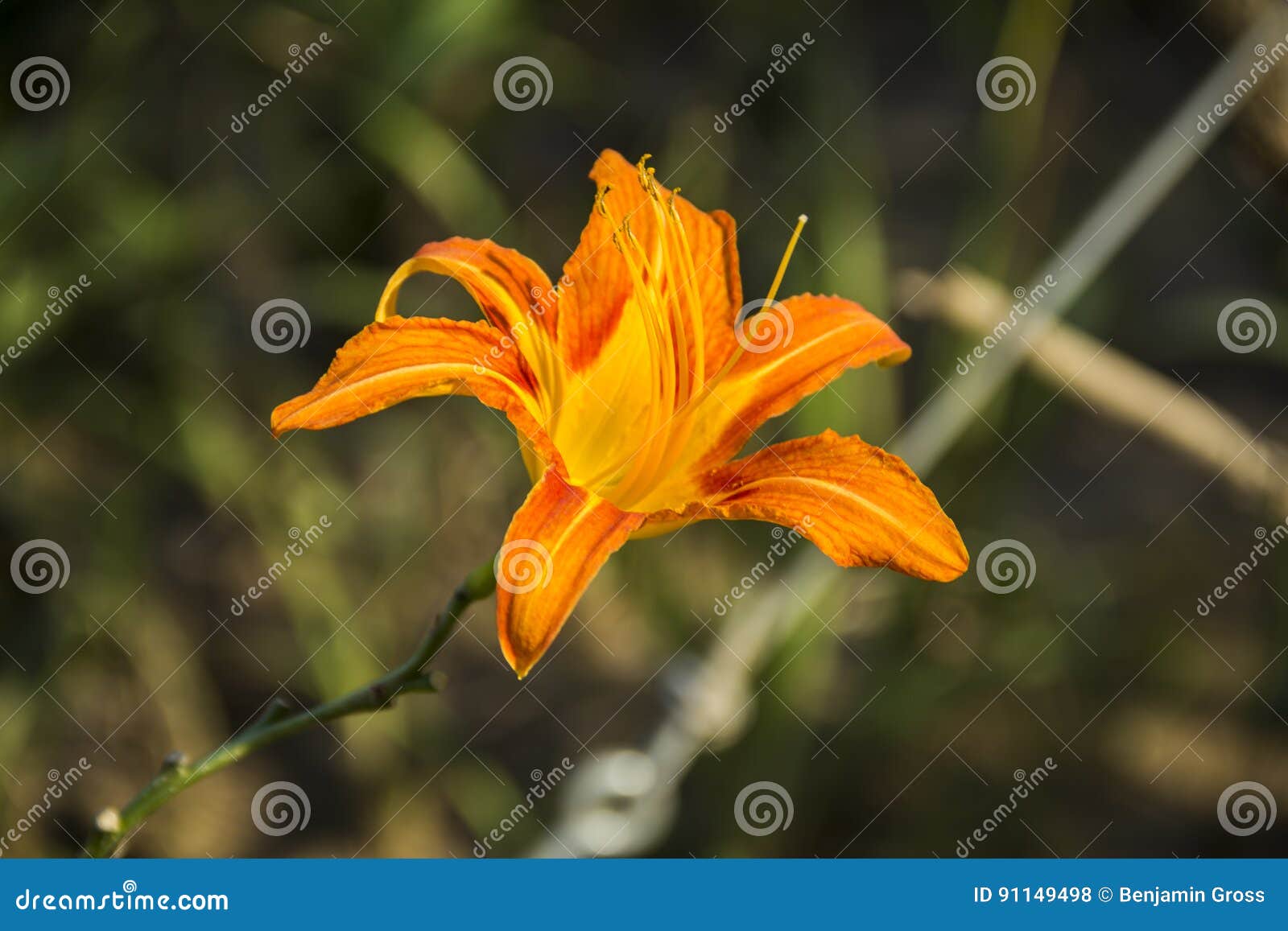 Orange Blume. Ein Bild einer gelben und orange blühenden Blume