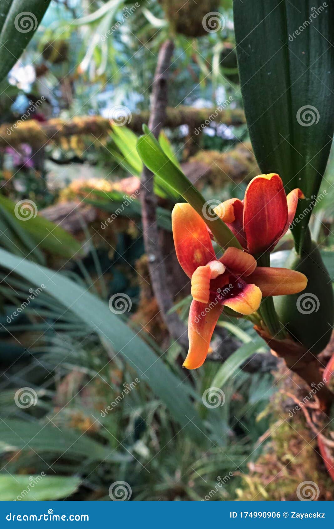 Orange Blume Der Orchidee Variable Maxilaria Lateinischer Name Maxilaria Variabilis Wachstum Auf Baum Stockfoto Bild Von Garten Betrieb 174990906