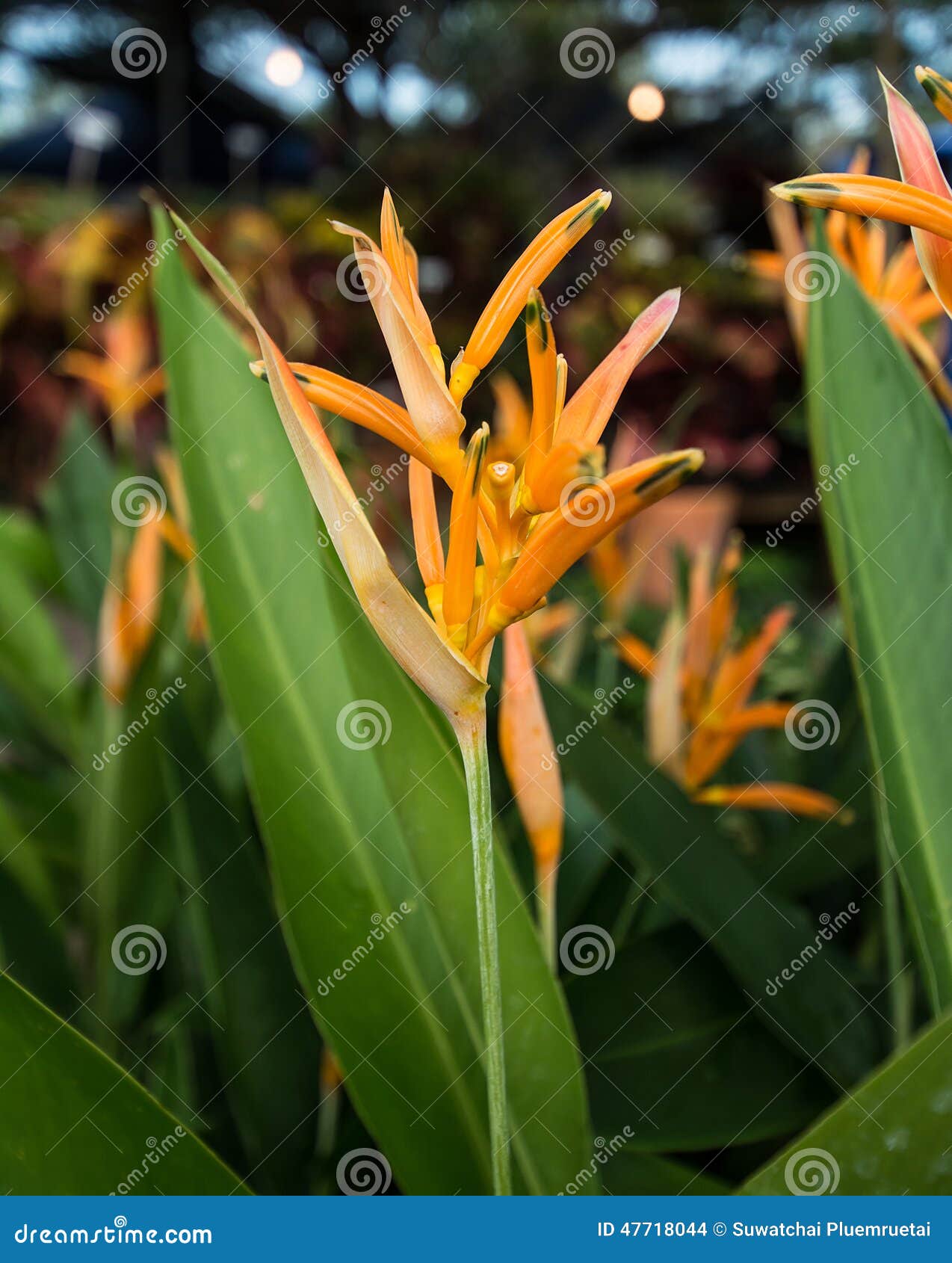 Orange Blume im Garten stockfoto. Bild von frische, nahrung 47718044
