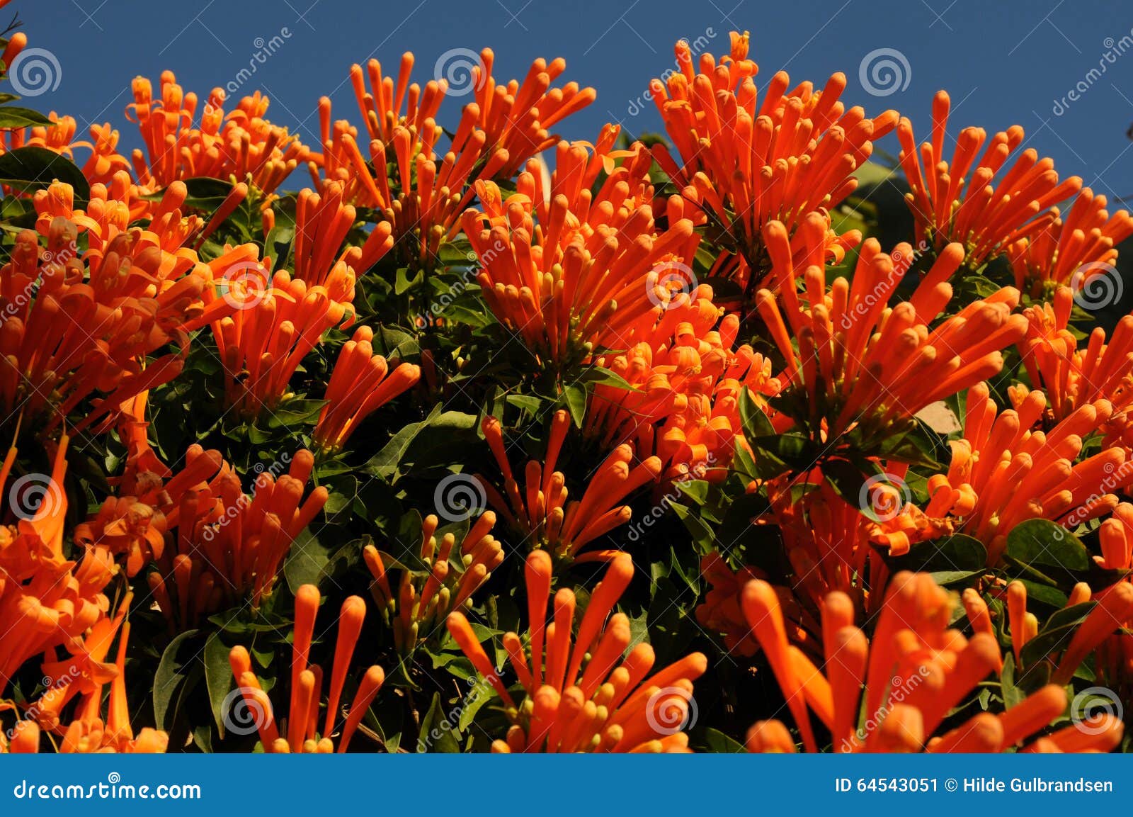 Orange Blumen, Die in Spanien-Winterzeit Blühen Stockbild - Bild von  kriechpflanze, schön: 64543051