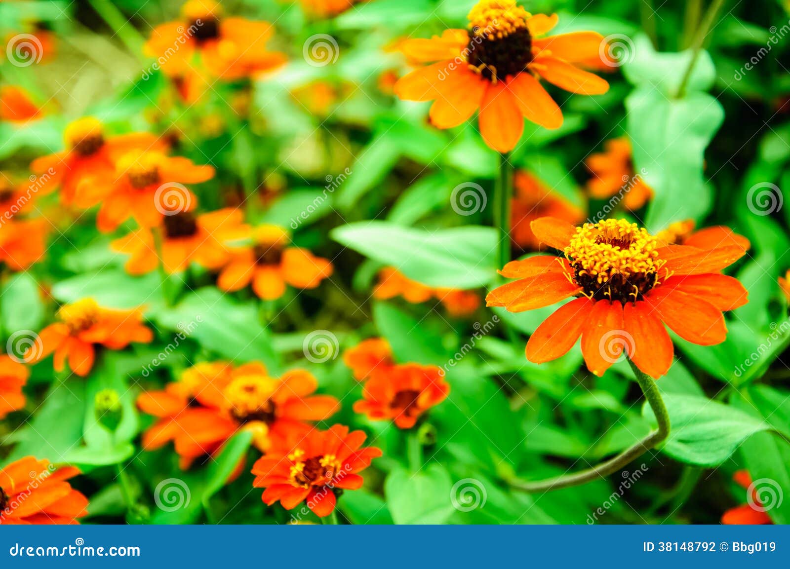 Orange Blumen im Garten stockfoto. Bild von kraut, idyllisch 38148792