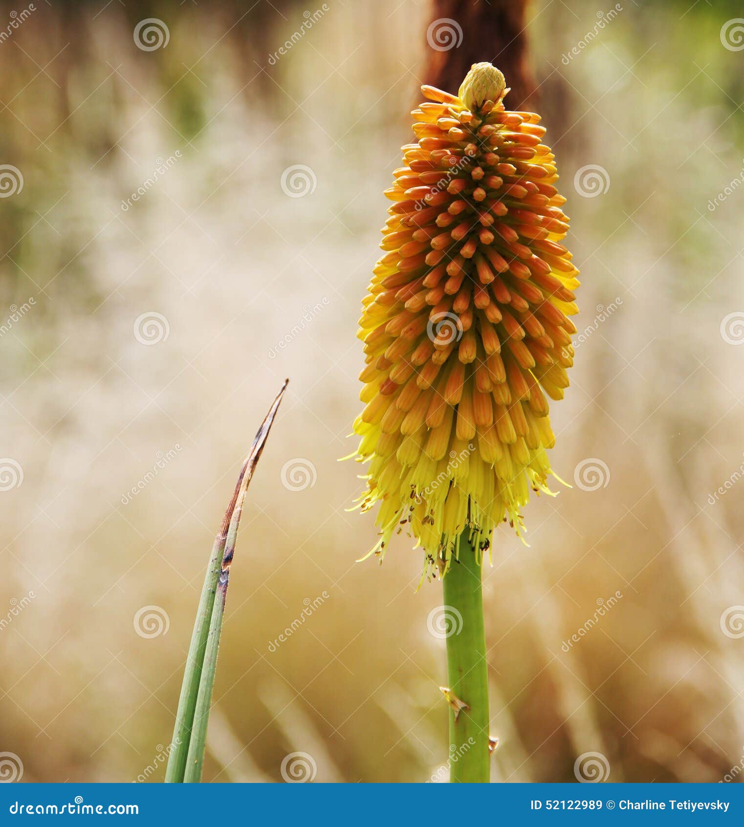 Orange Bottlebrush-Like Plant Stock Image - Image of shaped, like: 52122989