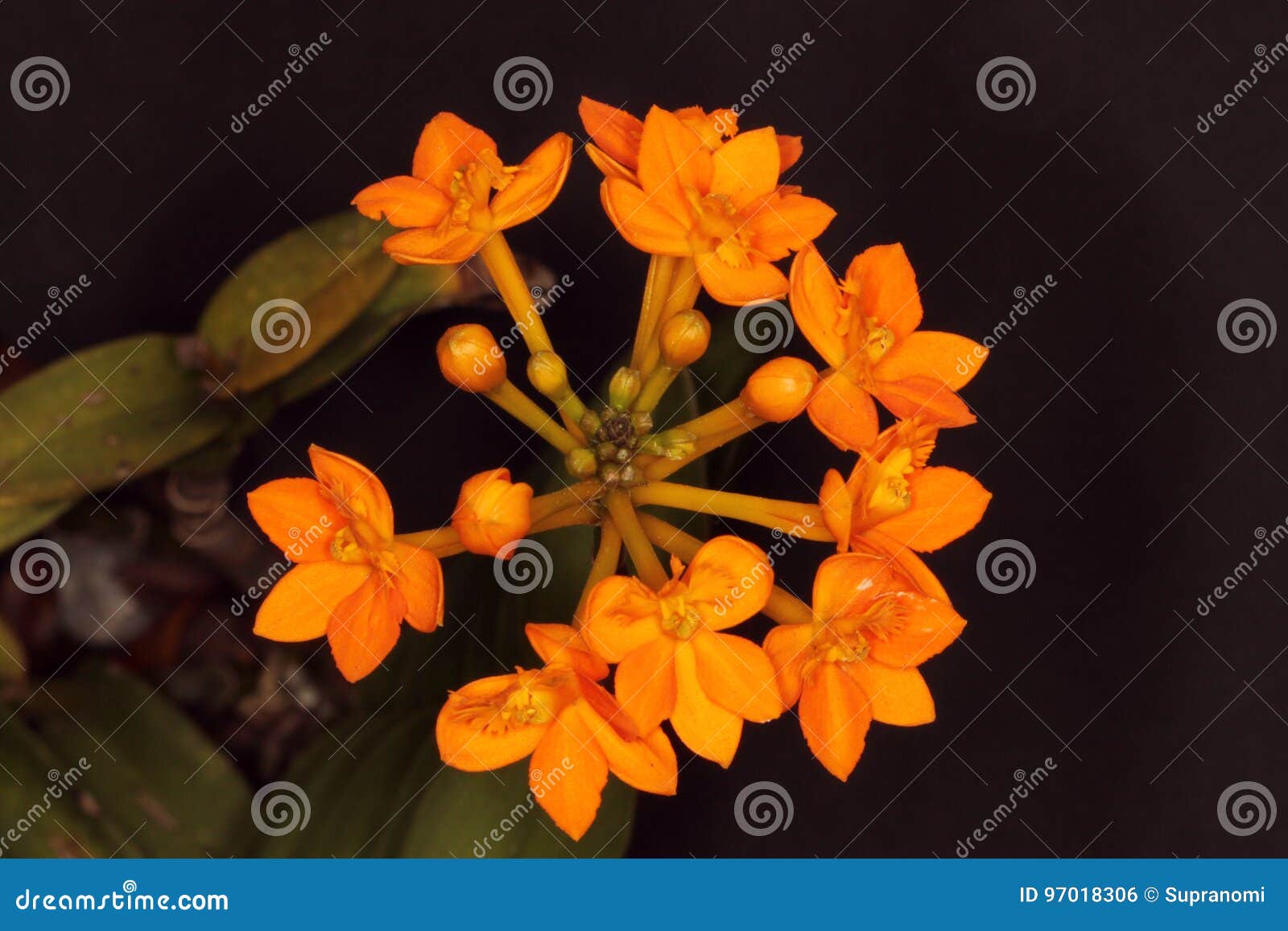 Orange Bouquet of Small Orchid Flowers. Stock Photo Image of flower