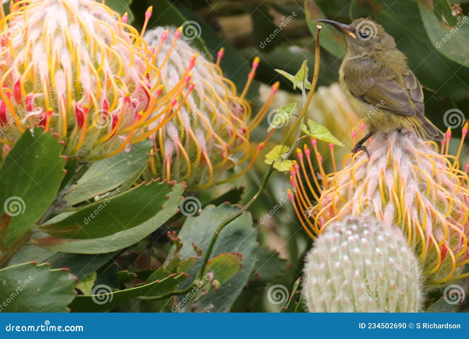 sunbird on protea