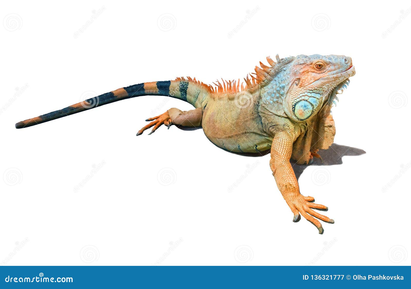 orange, brown and blue iguana  on white