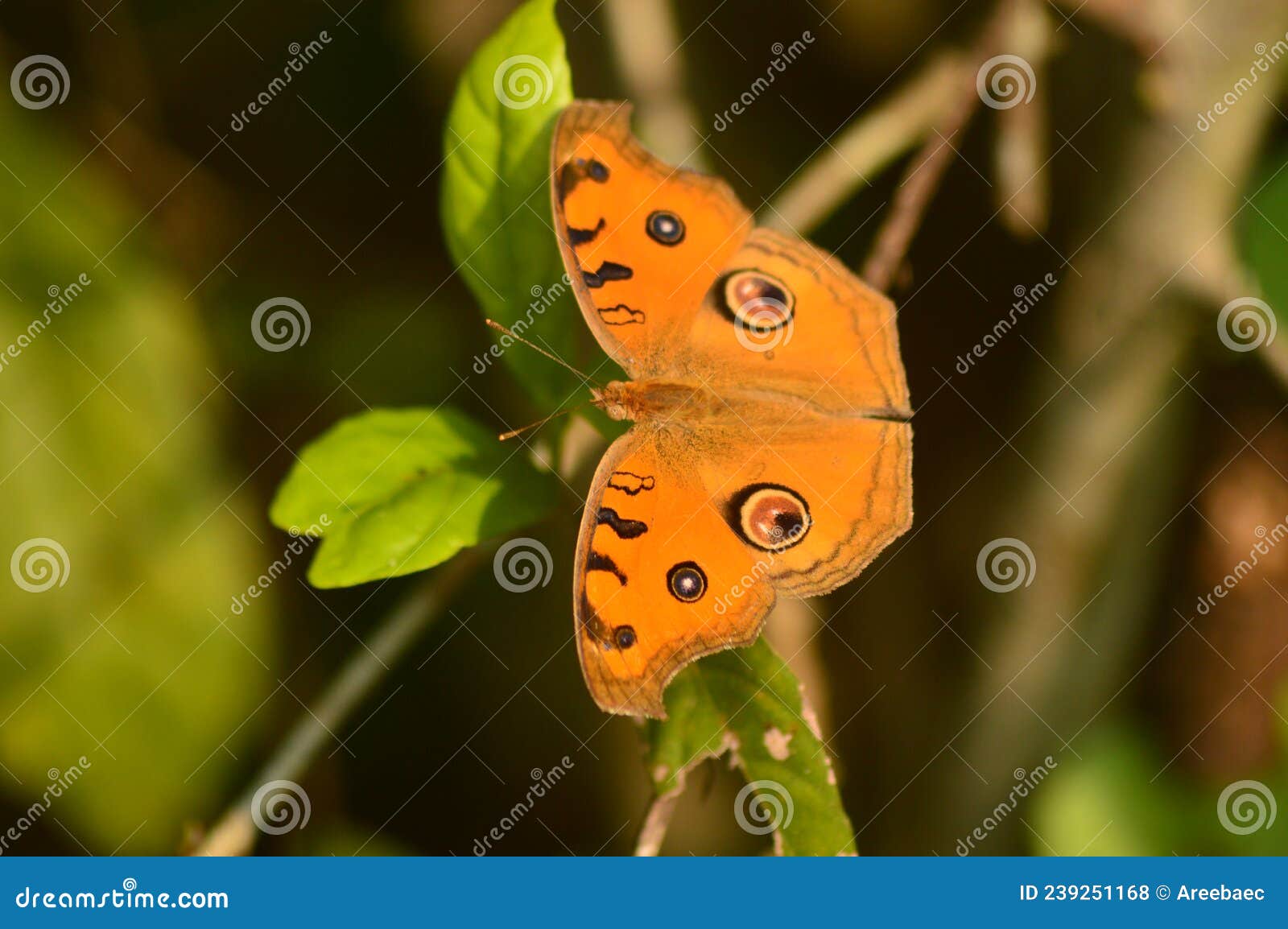Orange Butterfly with Eye Spot on Wings Stock Photo Image of