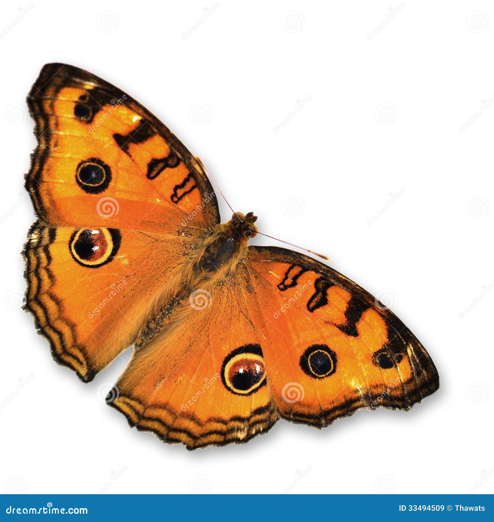 Orange Butterfly stock image. Image of junonia, backgrounds - 33494509