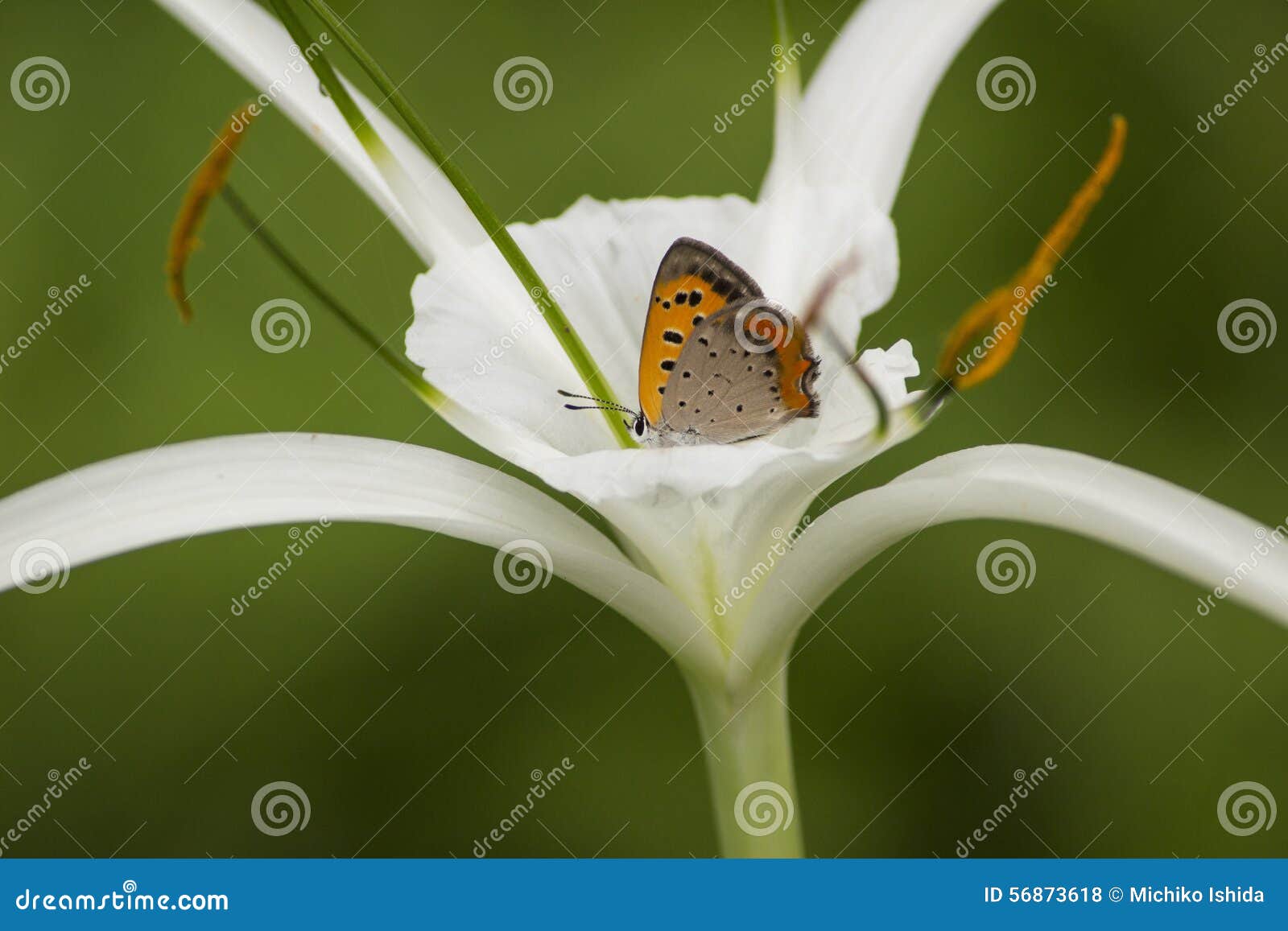 Orange Butterfly Sucking Nectar from White Flower Stock Photo Image