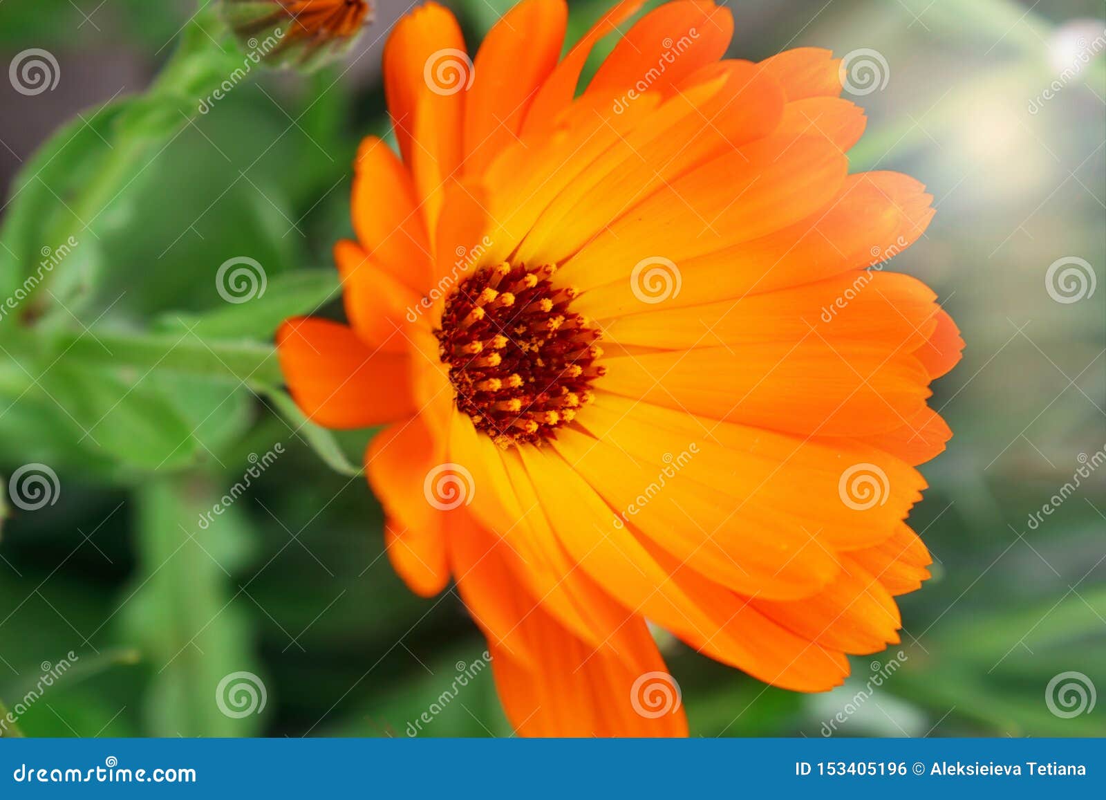 Orange Calendulablumen Neuer organischer Calendularingelblumen-Blumenhintergrund Hintergrund mit Calendula