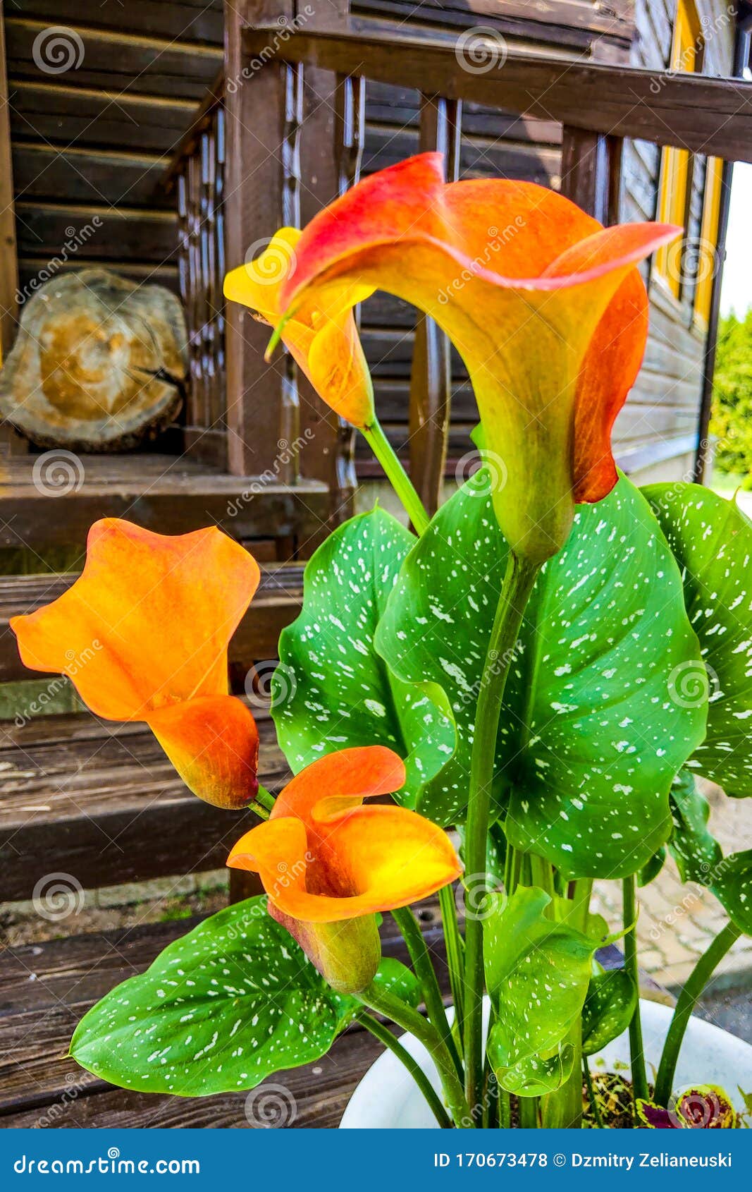 Orange Calla Lilies Sobre Plantas En El Jardín Foto de archivo - Imagen de  lirios, verde: 170673478