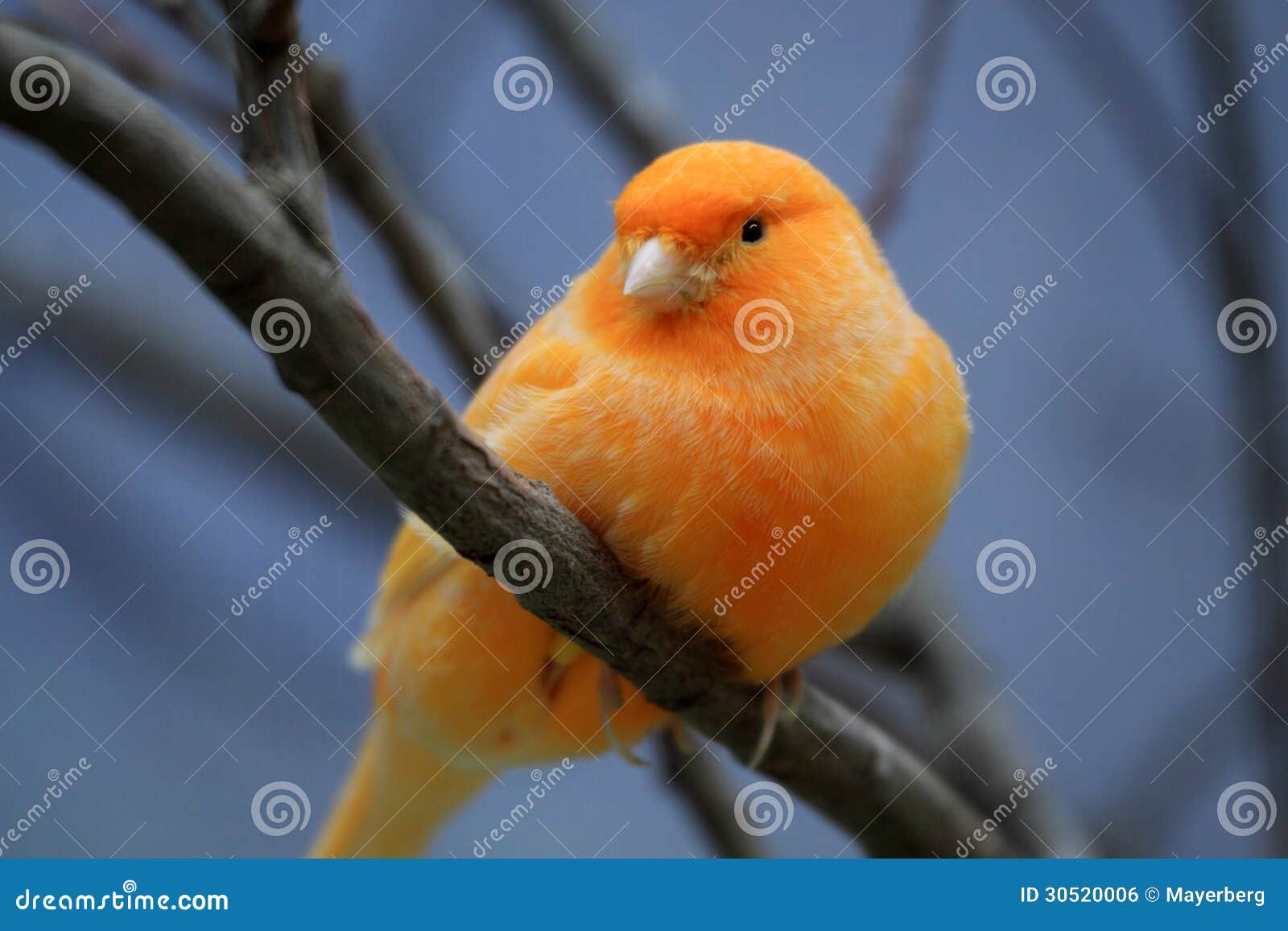 orange canary
