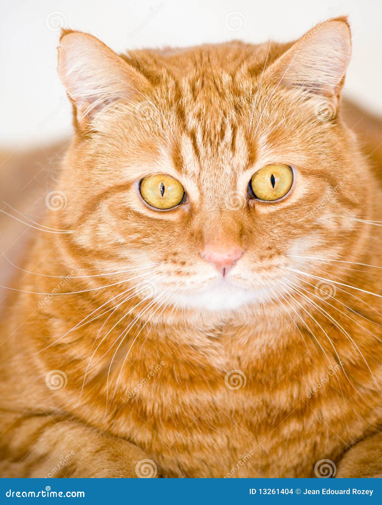 Related Keywords Suggestions for orangecat Related Keywords Suggestions for orangecat