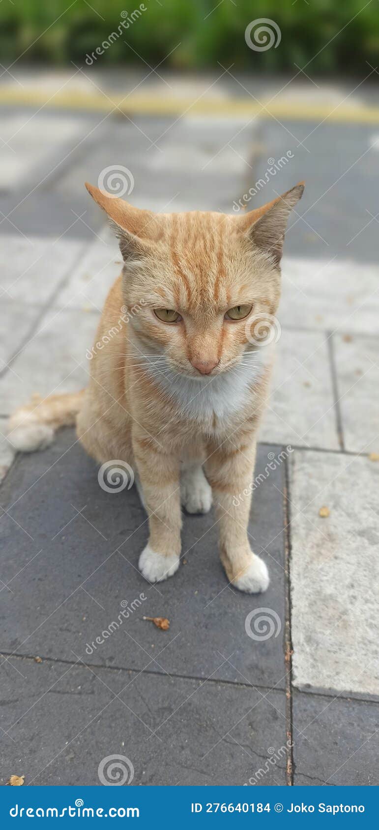 Orange angry cat stock photo. Image of mammal, wildcat 276640184