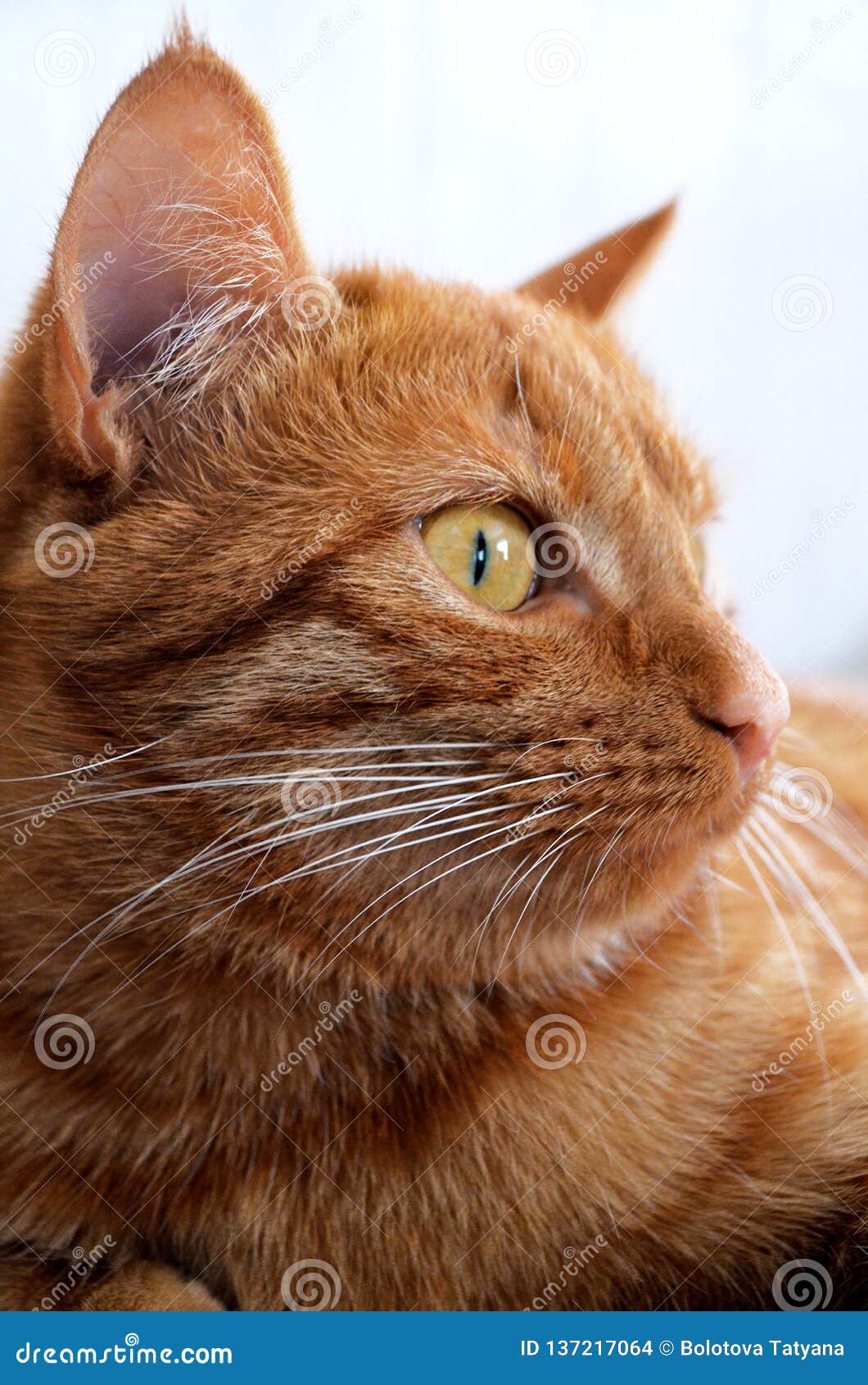 orange cat with yellow eyes