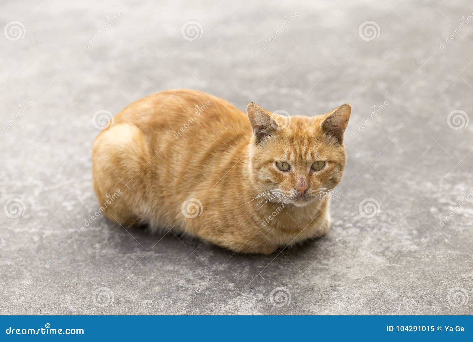 Orange cat stock image. Image of foraging, outdoor, supine - 104291015