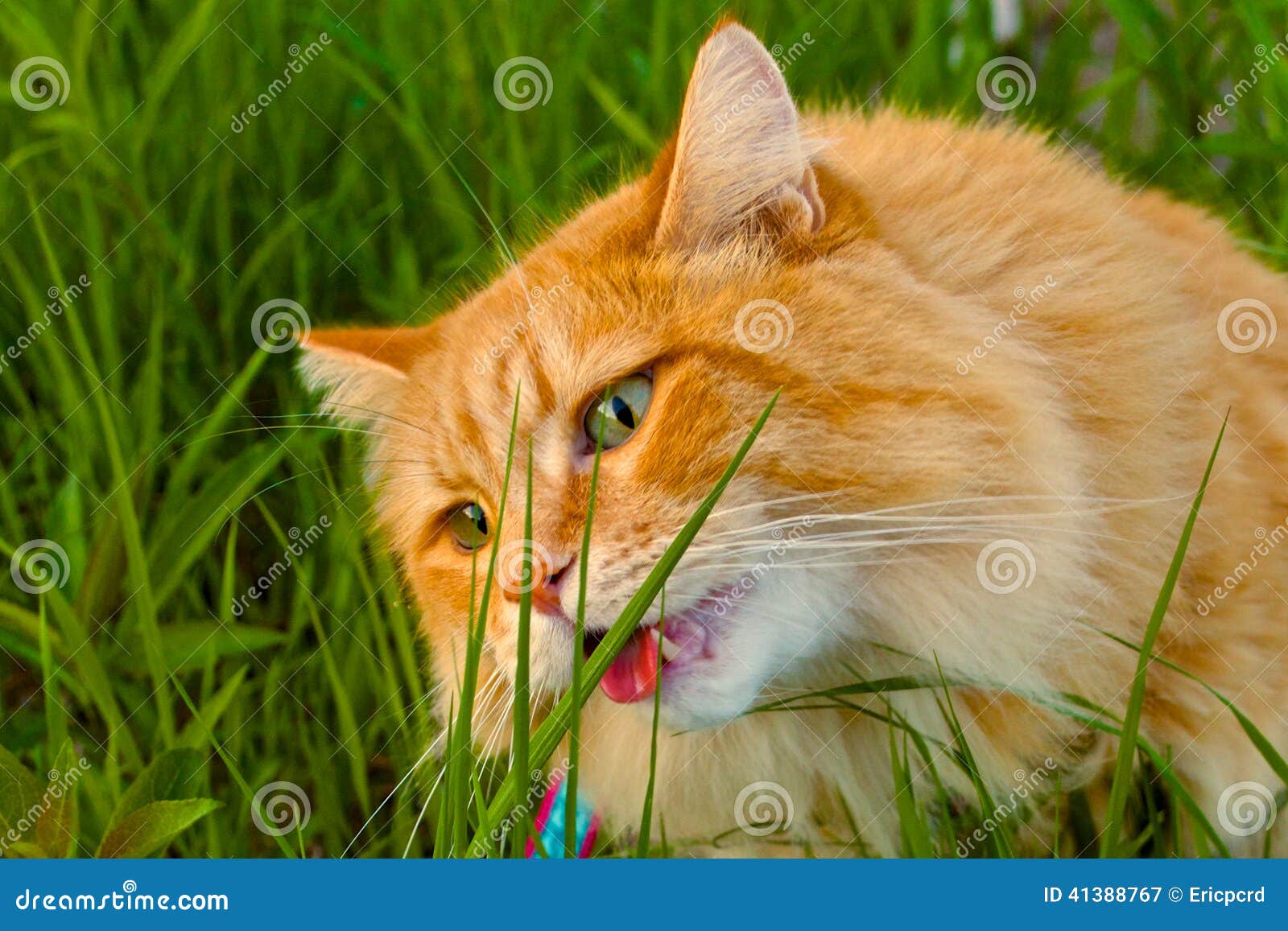 Orange Cat Eating Grass Outside Stock Image Image of green, outside