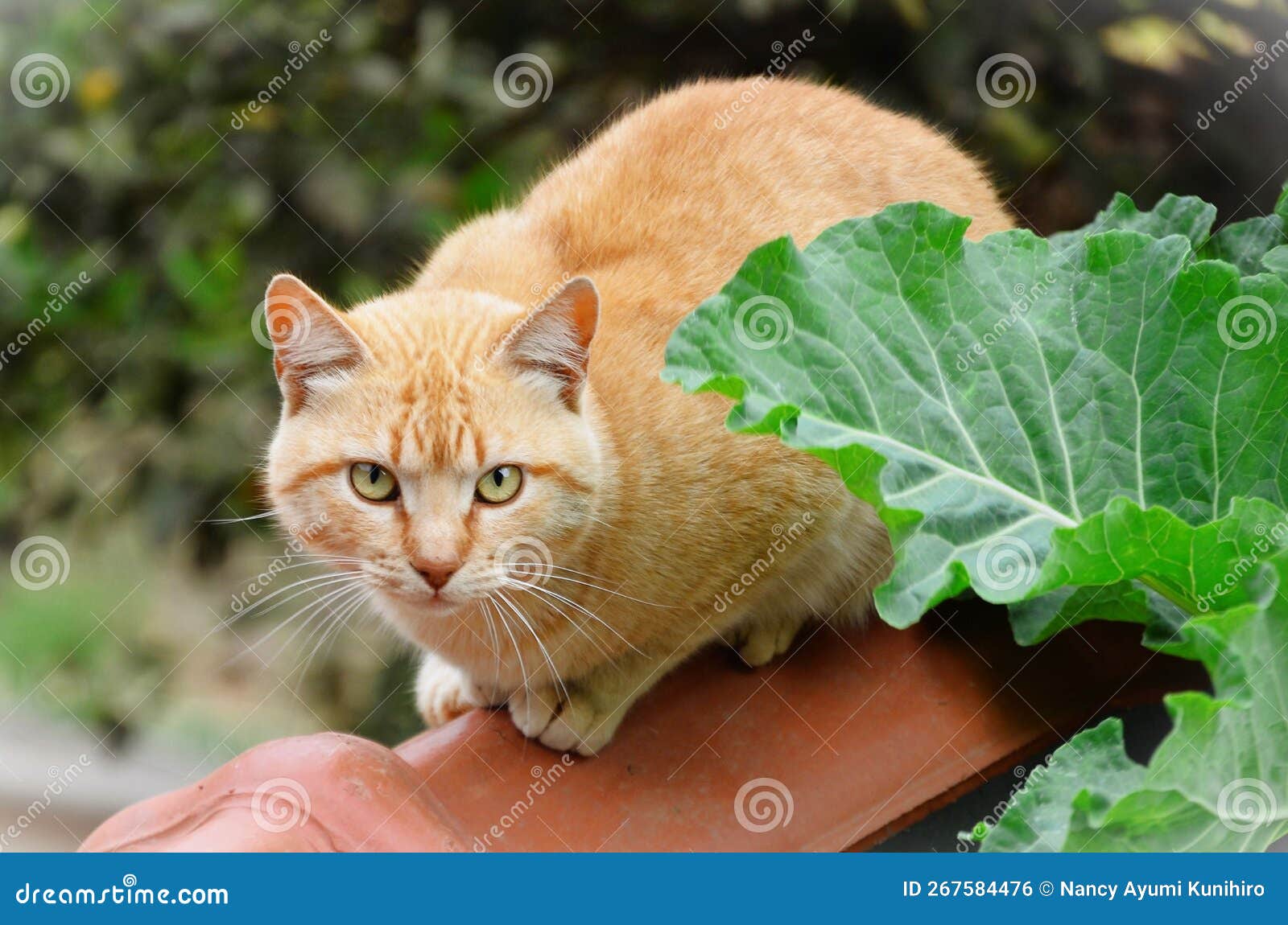orange cat felis catus standing on the wall