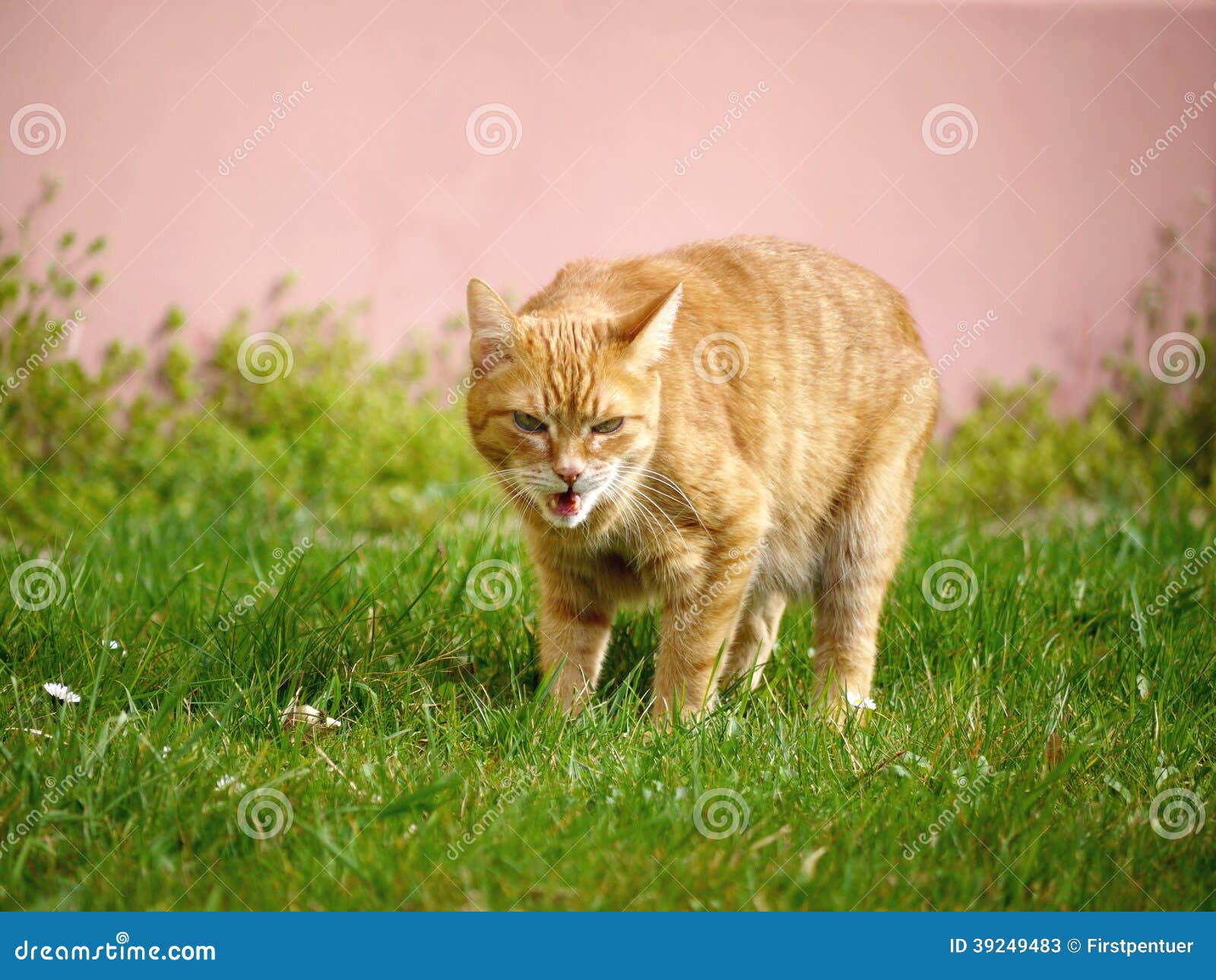 Orange Cat in Grass Getting Angry Stock Image Image of angry, head