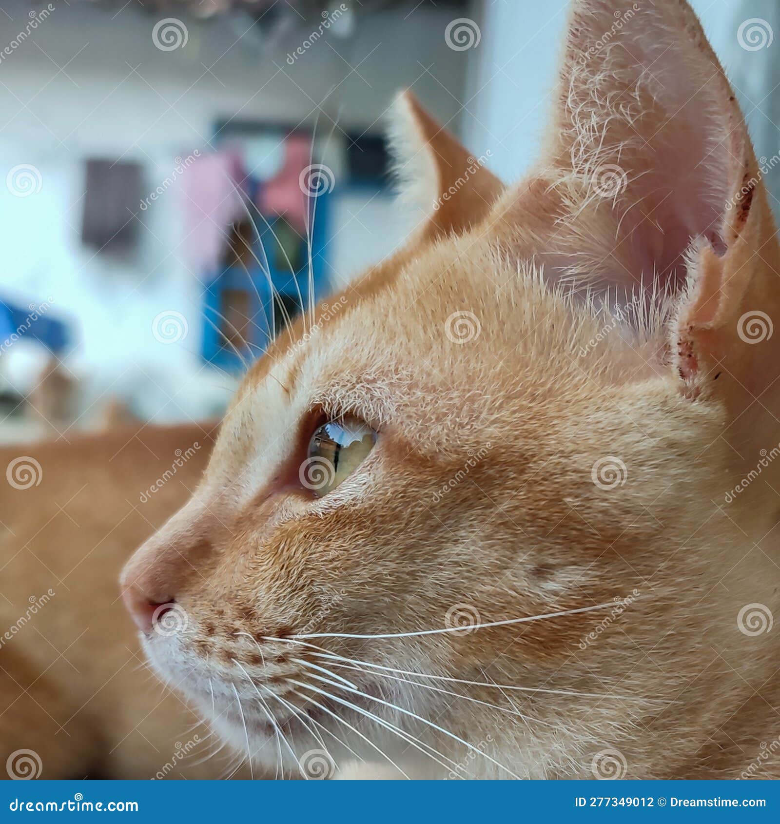 Orange cat head section stock photo. Image of orange 277349012