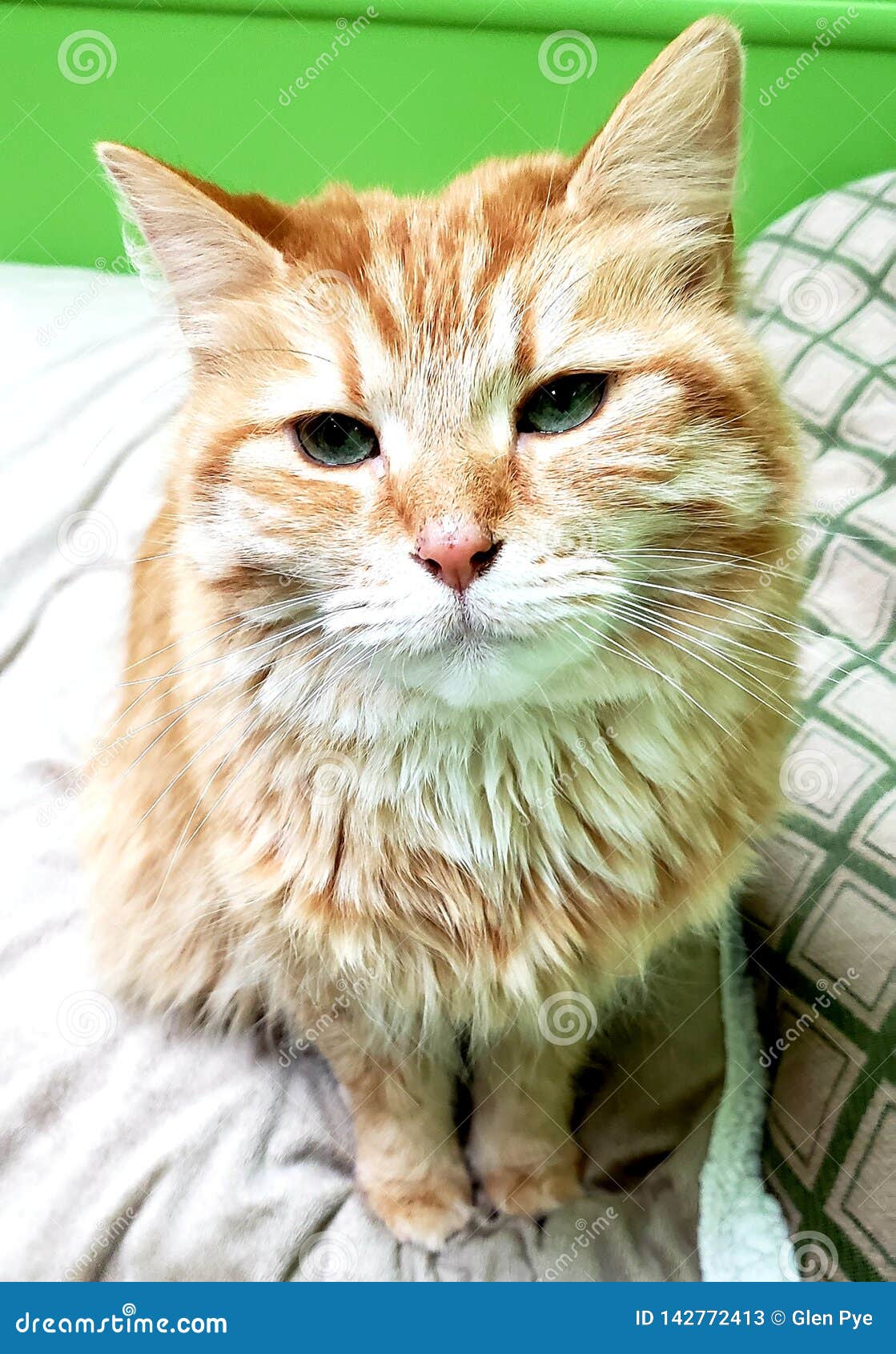 Orange cat head tilted stock image. Image of kitten 142772413