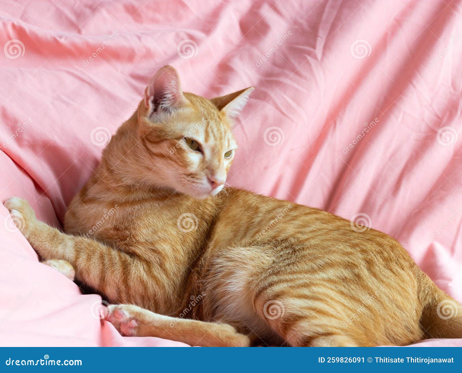 Orange Cat Looking on the Pink Bed in the Bedroom Stock Image Image