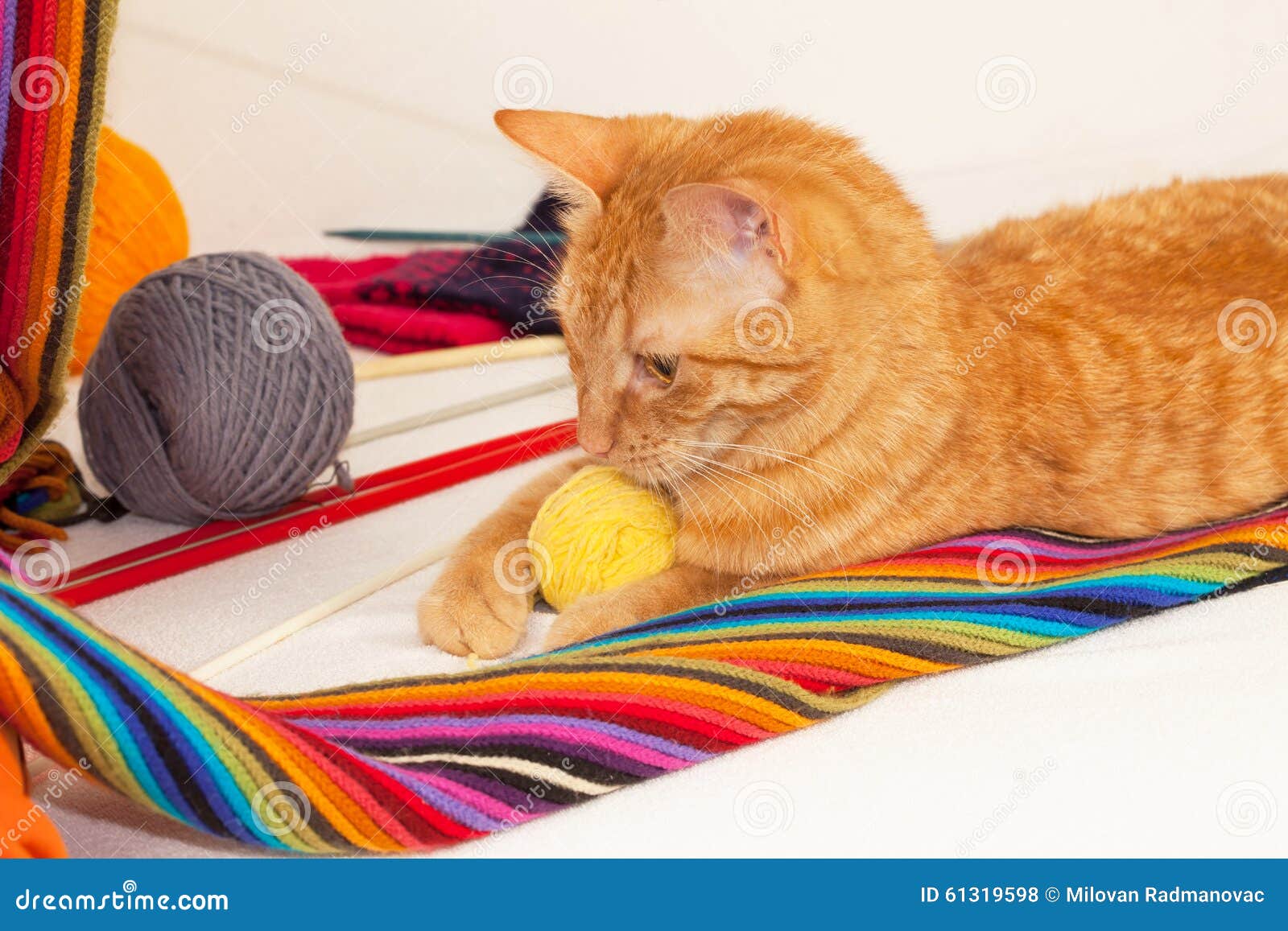 Orange Cat Playing with Wool Clews and Balls Stock Photo Image of