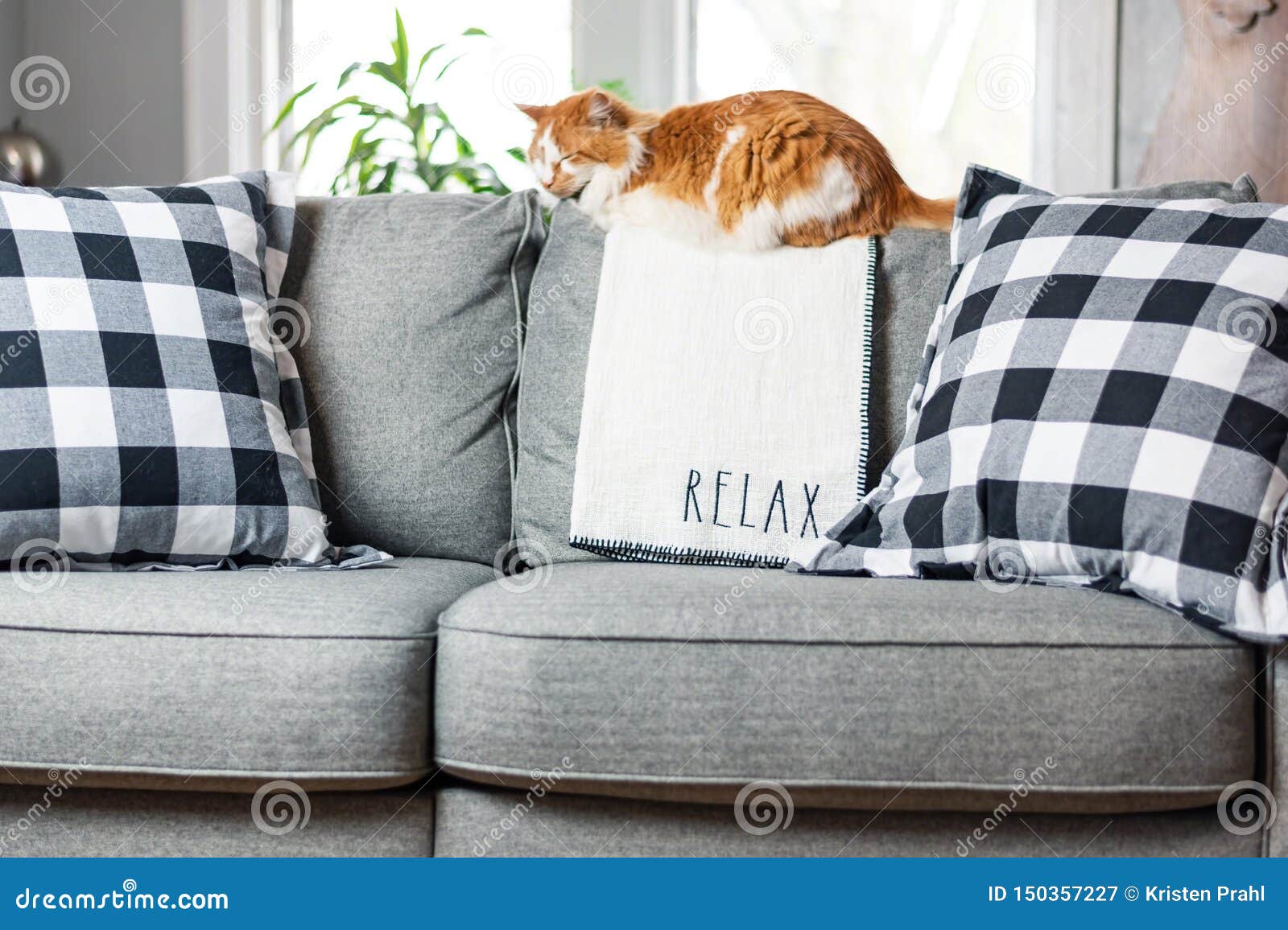  Orange  Cat  Relaxing On Living Room  Couch Stock Image 