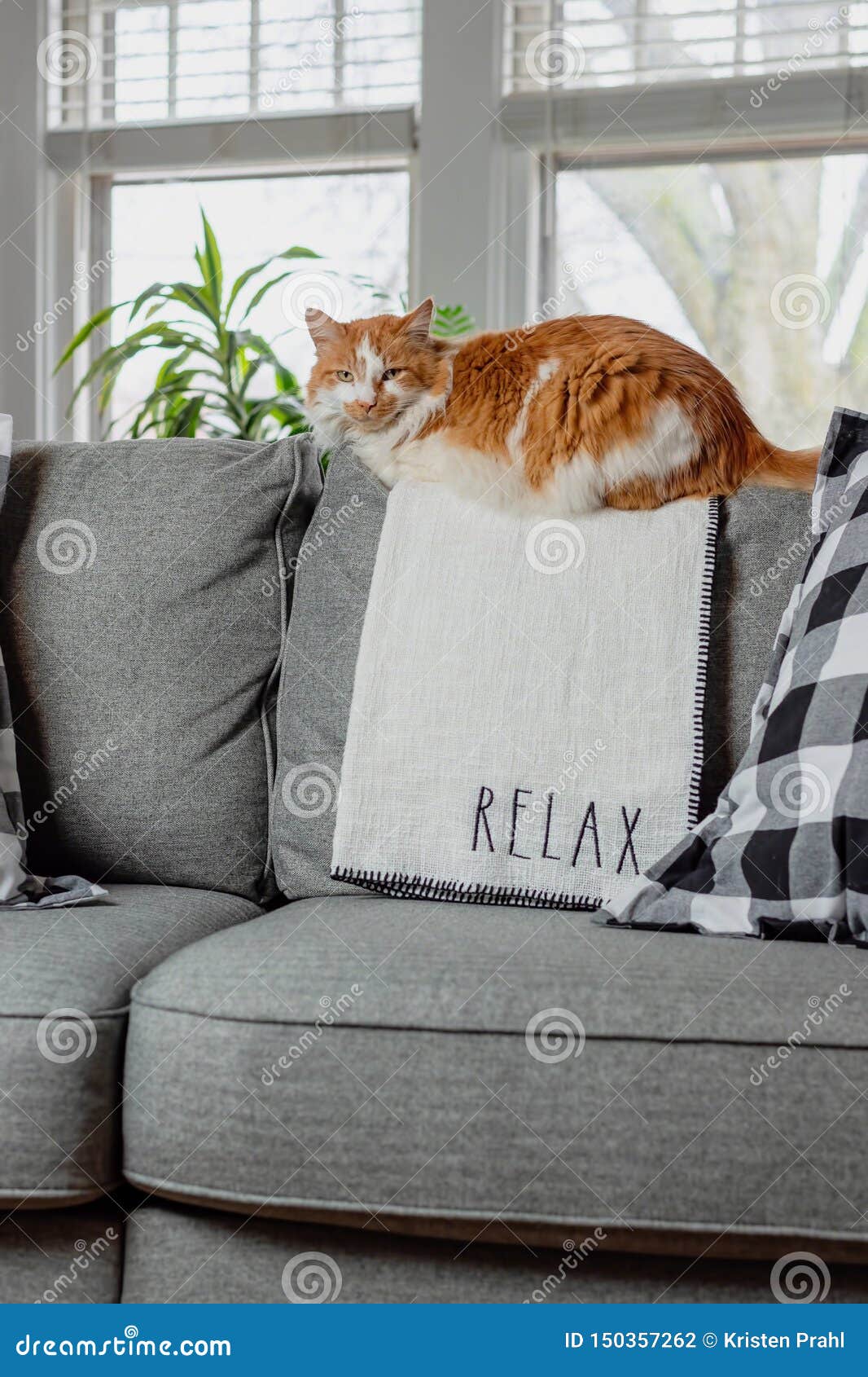  Orange  Cat  Relaxing On Living Room  Couch Stock Photo 