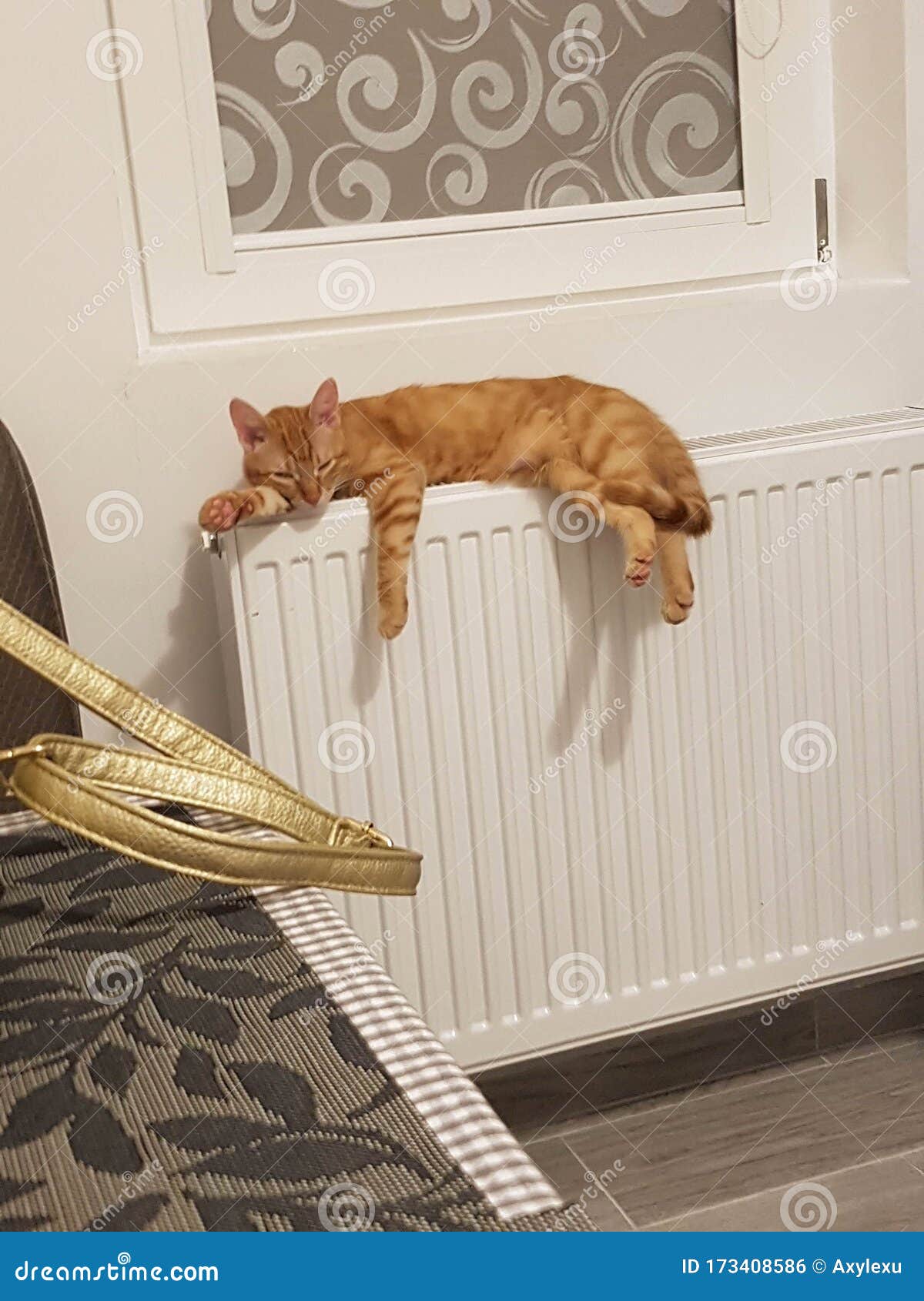 cat heaters
