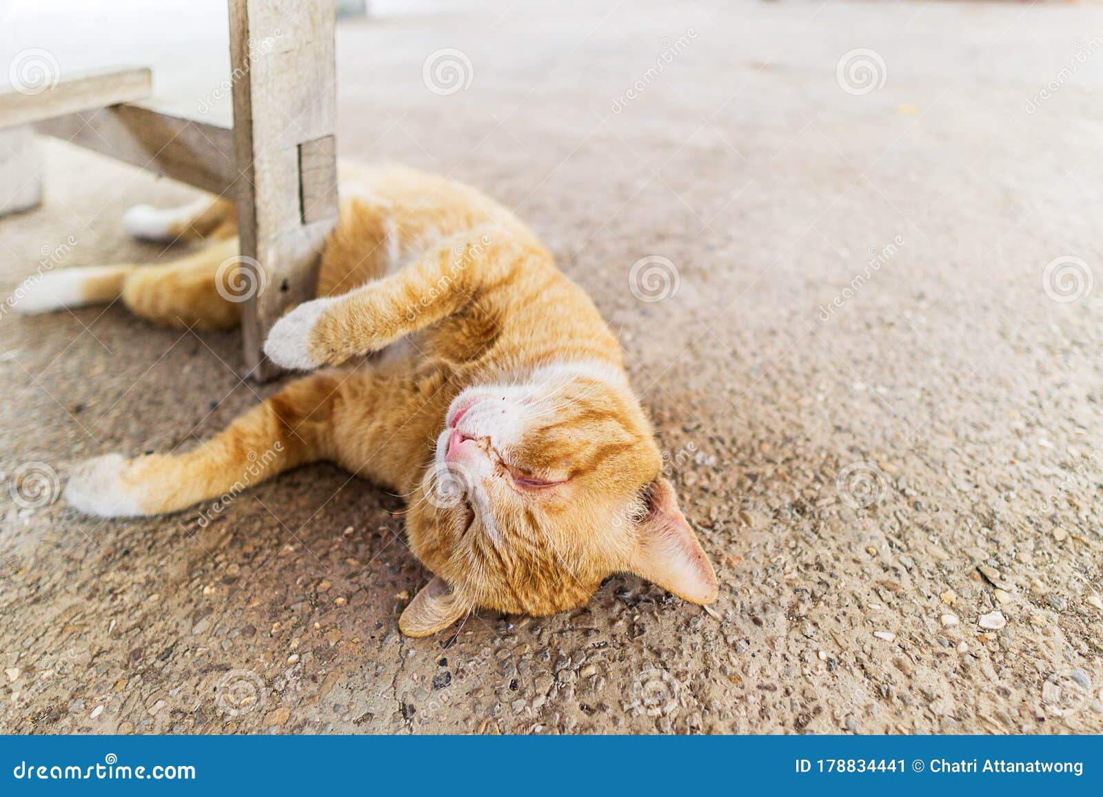 Orange Cat Sleeping Under Table with Copy Space Stock Image Image of