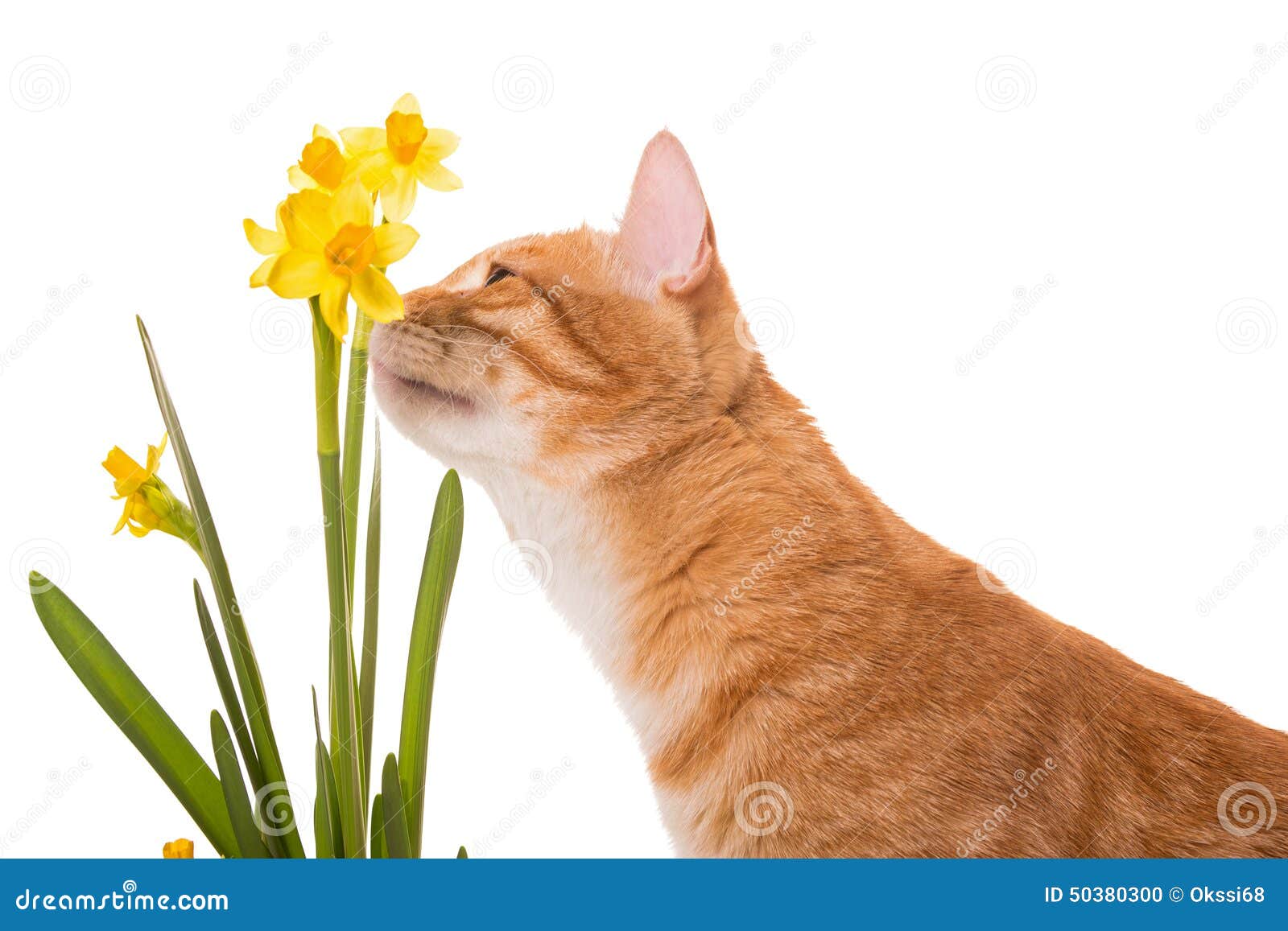 Orange Cat is Smelling the Daffodils Stock Photo Image of