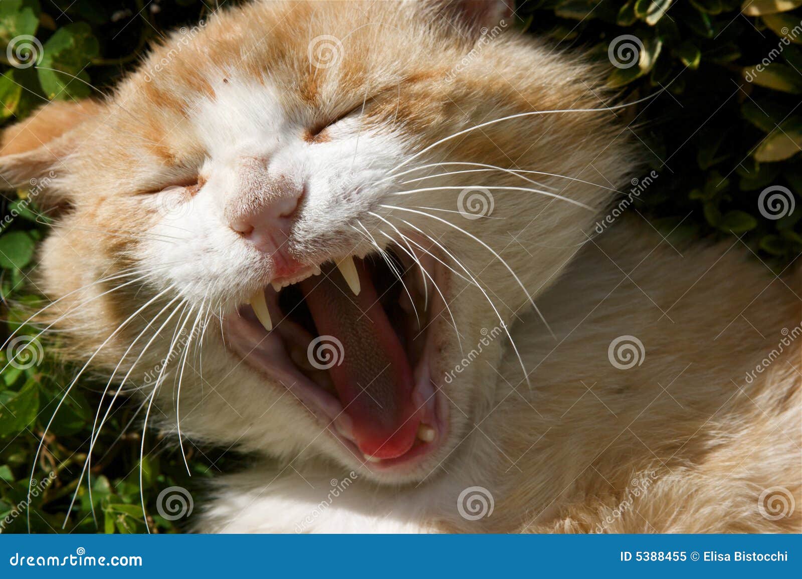Orange cat yawning stock image. Image of open, background 5388455