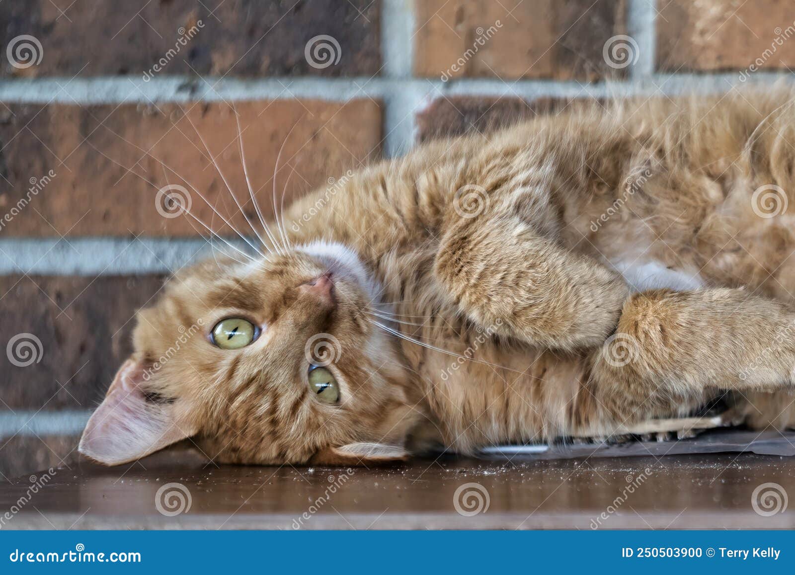 Orange cat stock photo. Image of nose, domestic, color 250503900