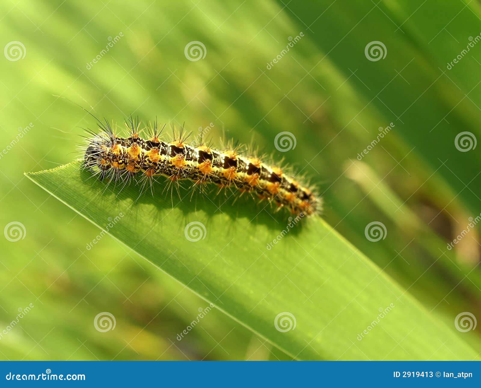 137 Orange Stripe Caterpillar Photos Free Royalty Free Stock Photos From Dreamstime